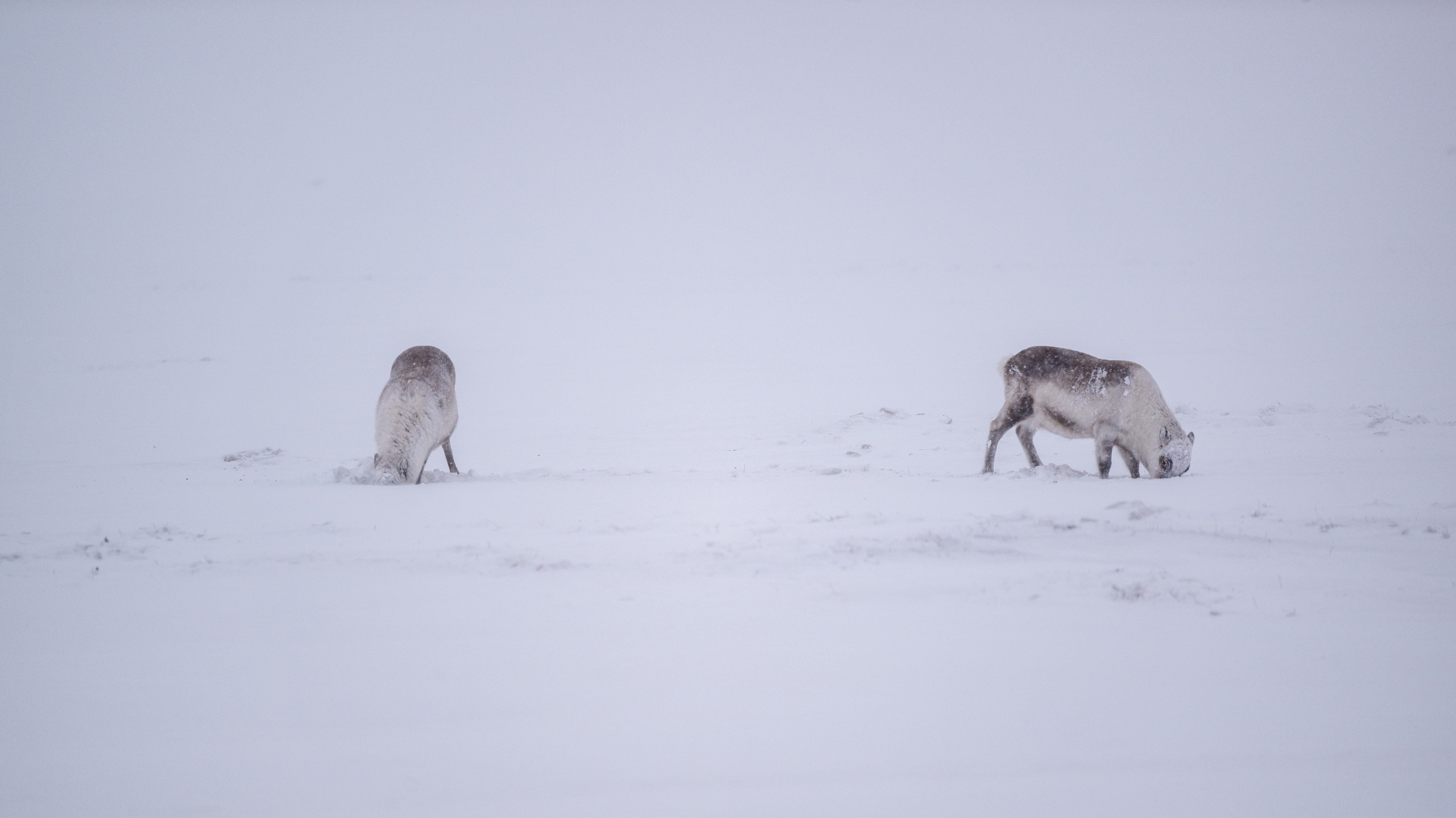 Spitsbergen, Svalbard