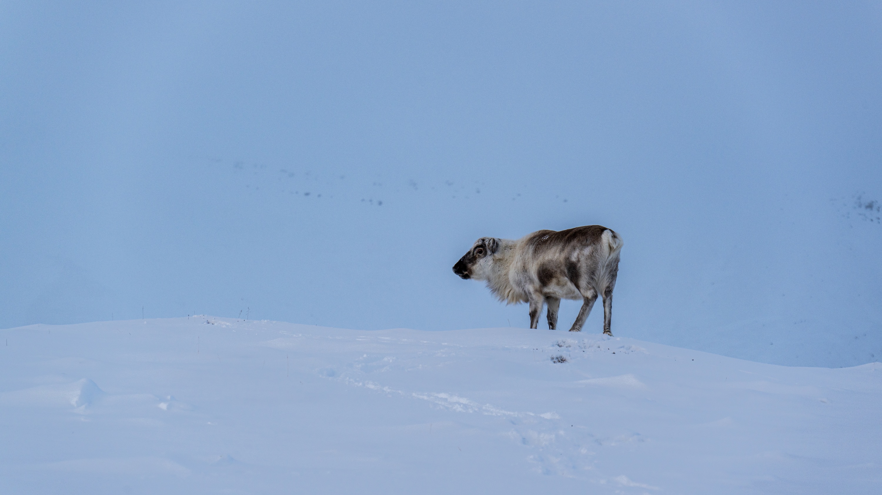 Spitsbergen, Svalbard