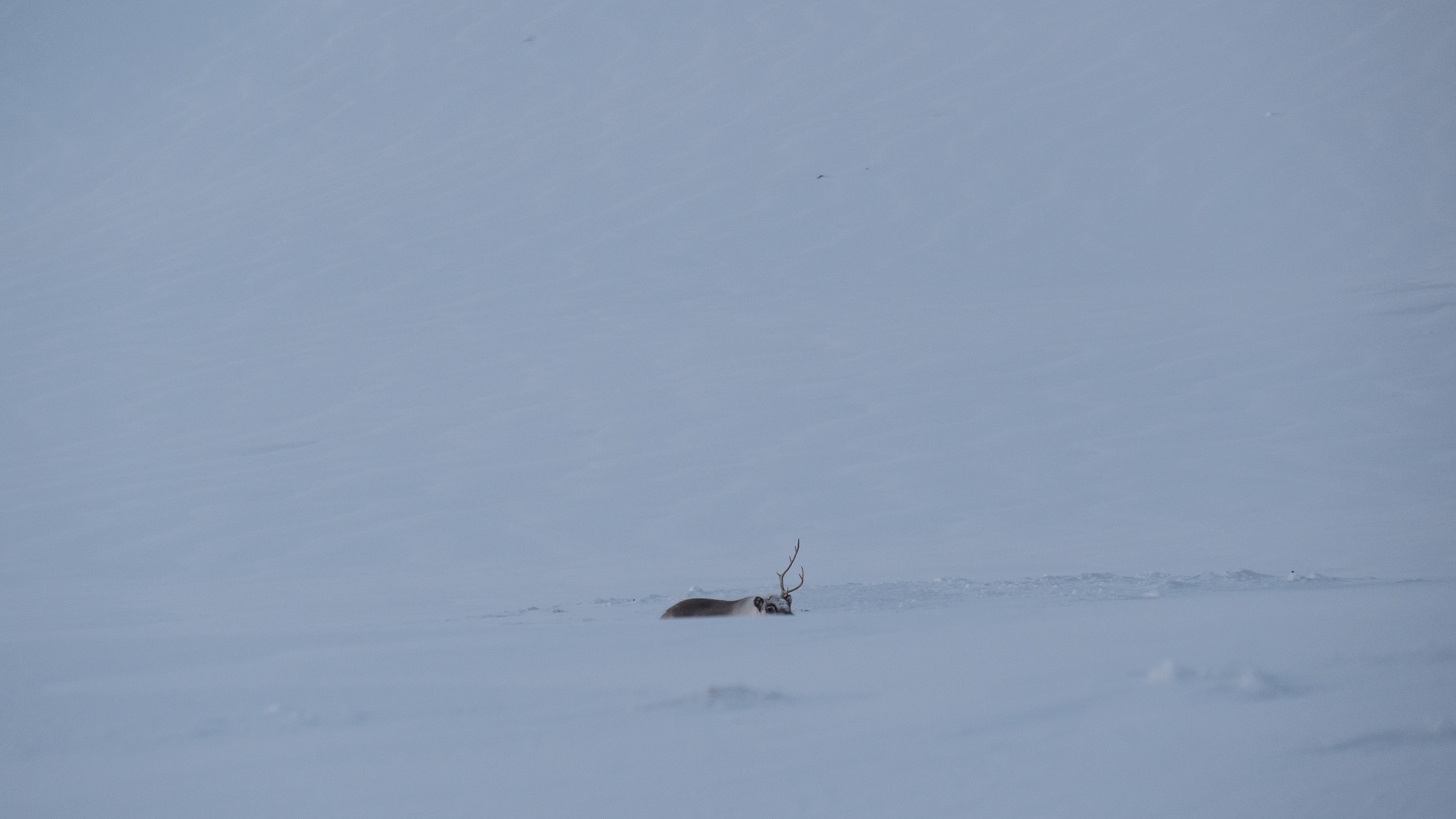 Spitsbergen, Svalbard
