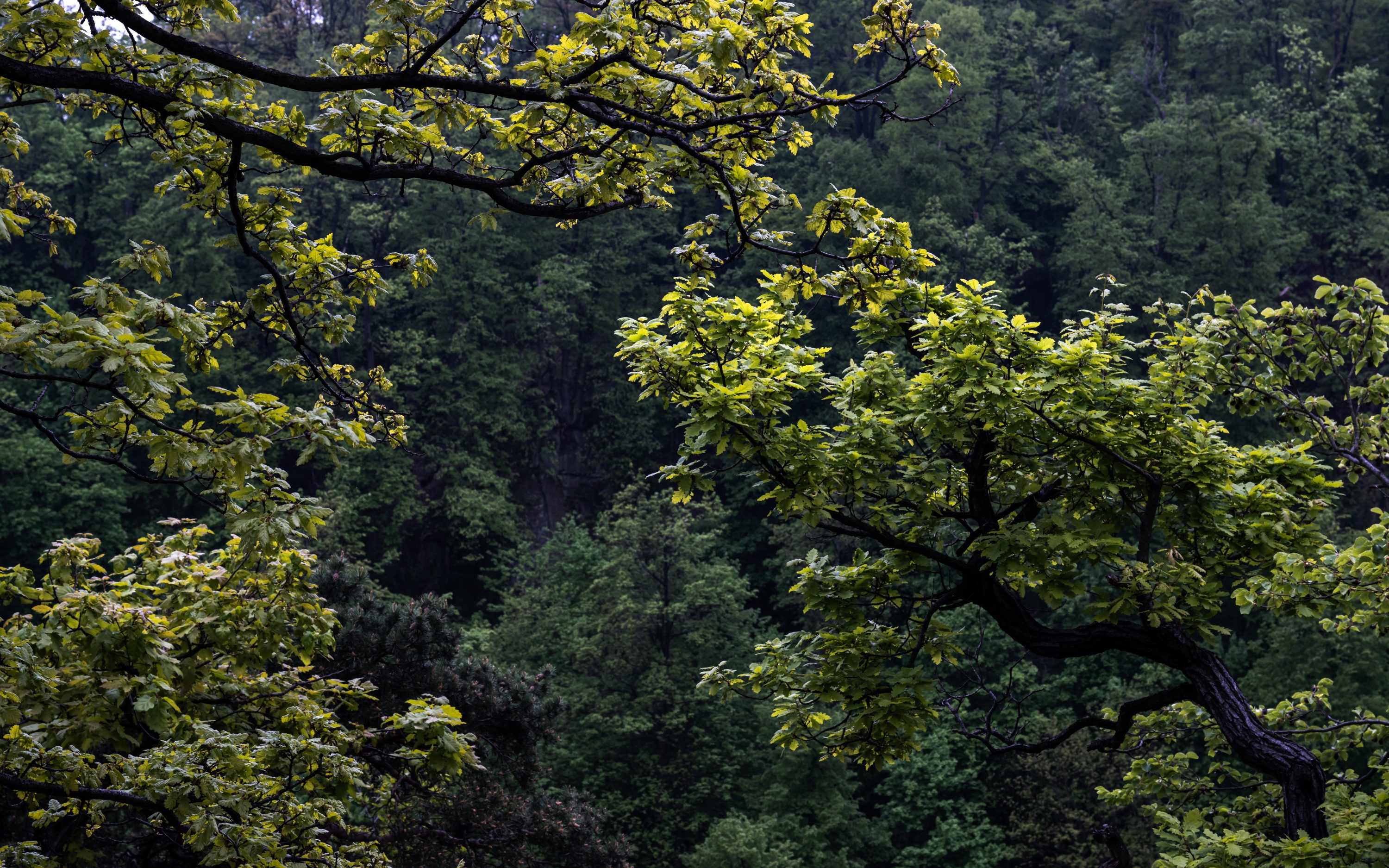 Stołowe Mountains, Poland