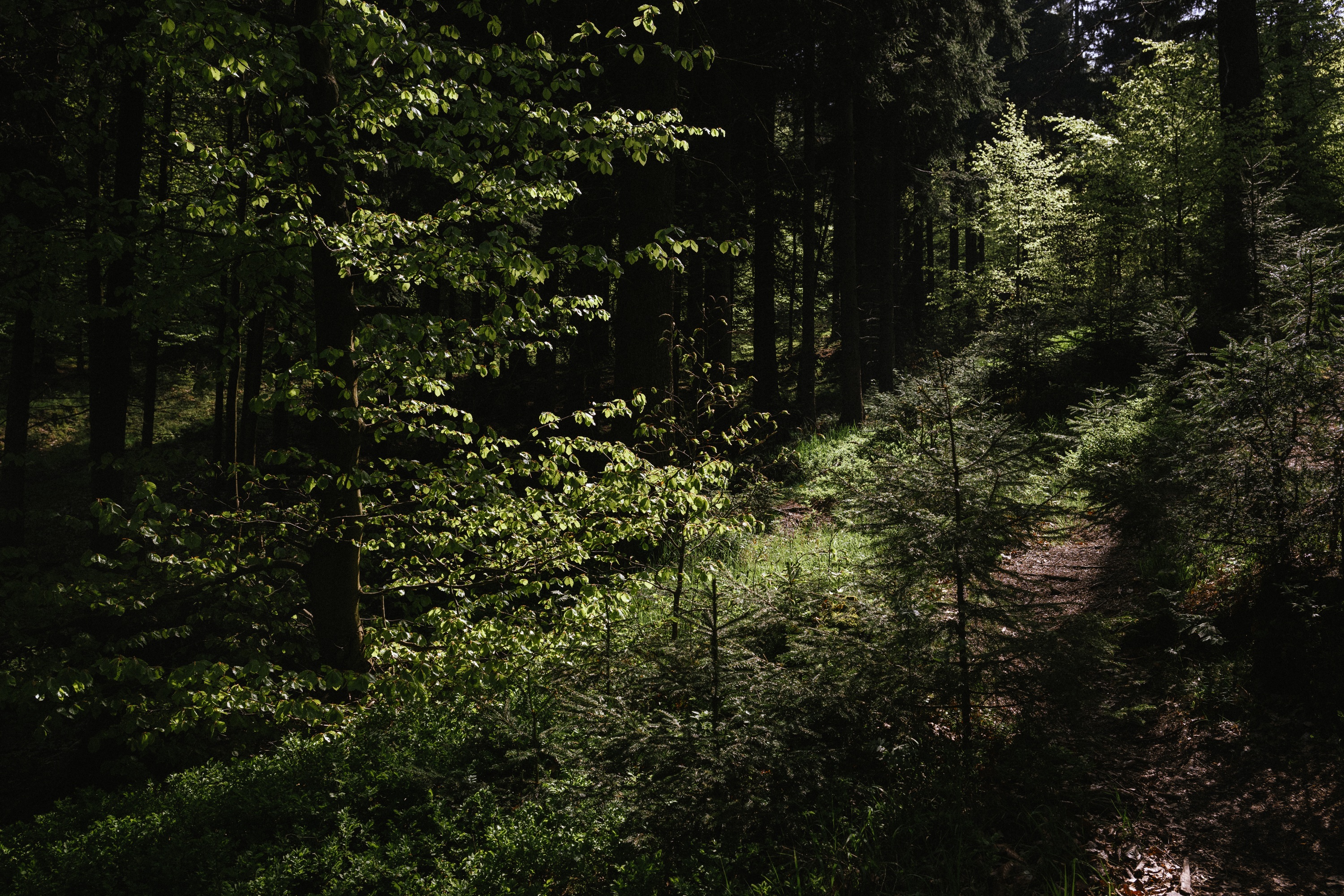 Stołowe Mountains, Poland