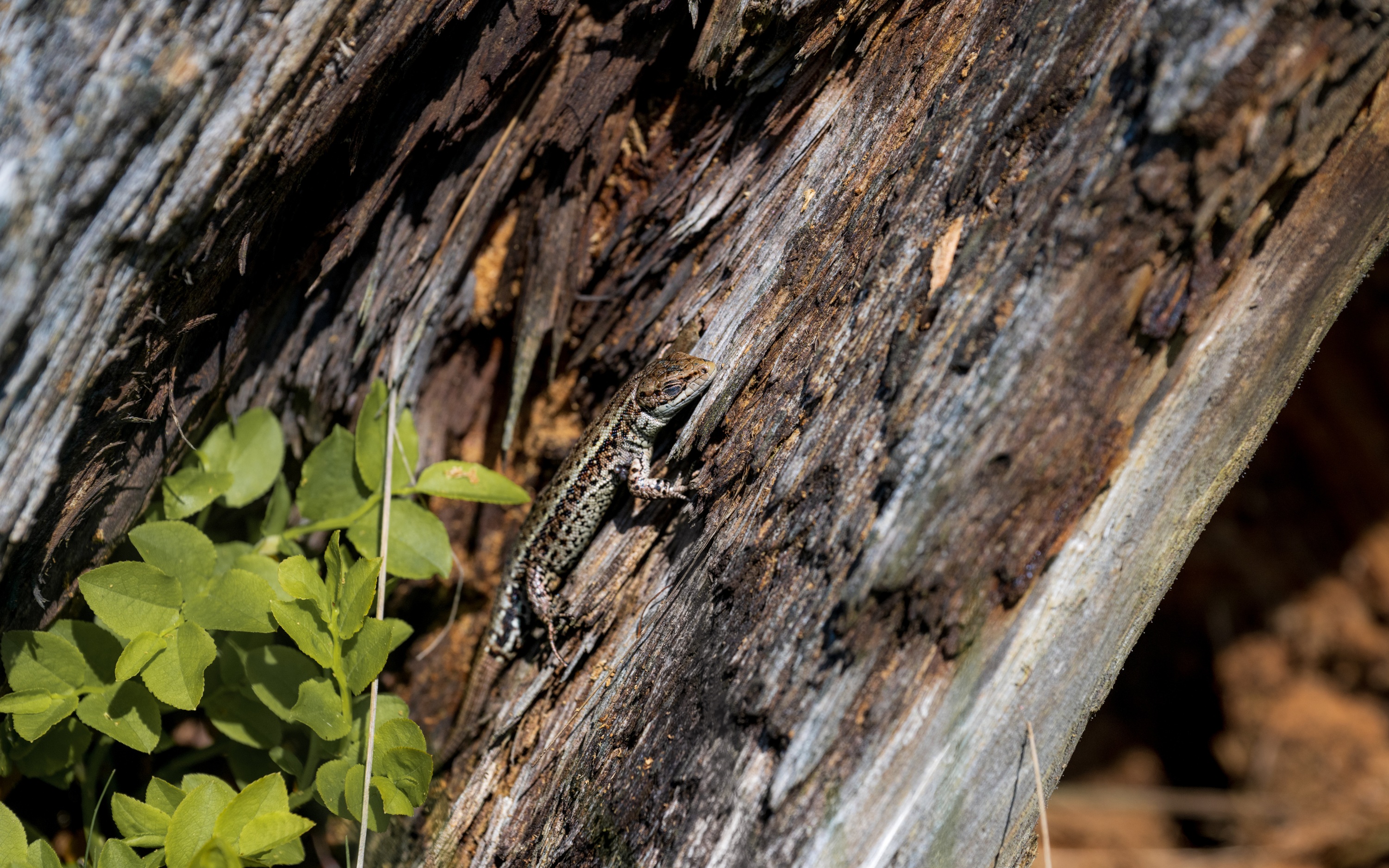 Stołowe Mountains, Poland
