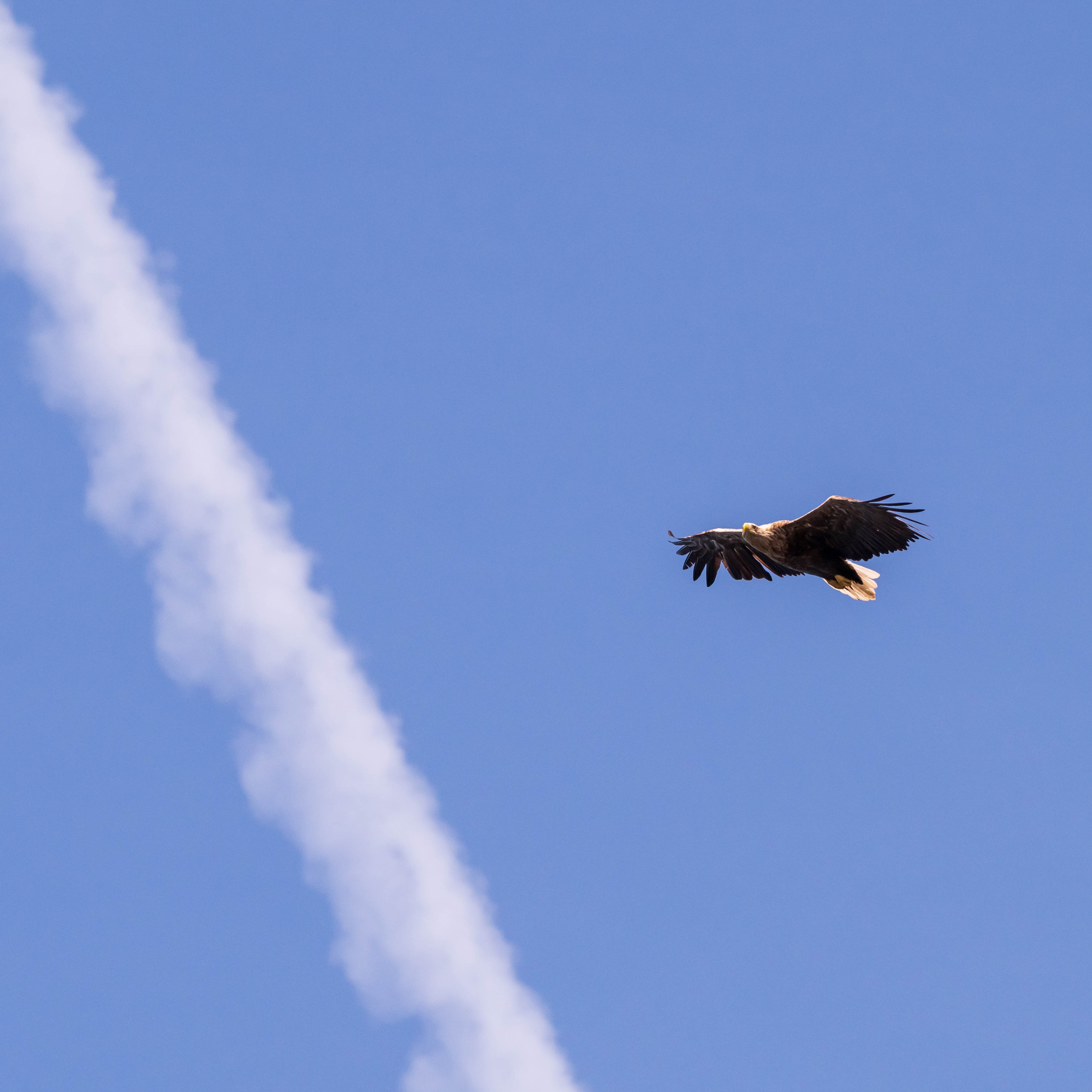 Szczecin Lagoon, Poland