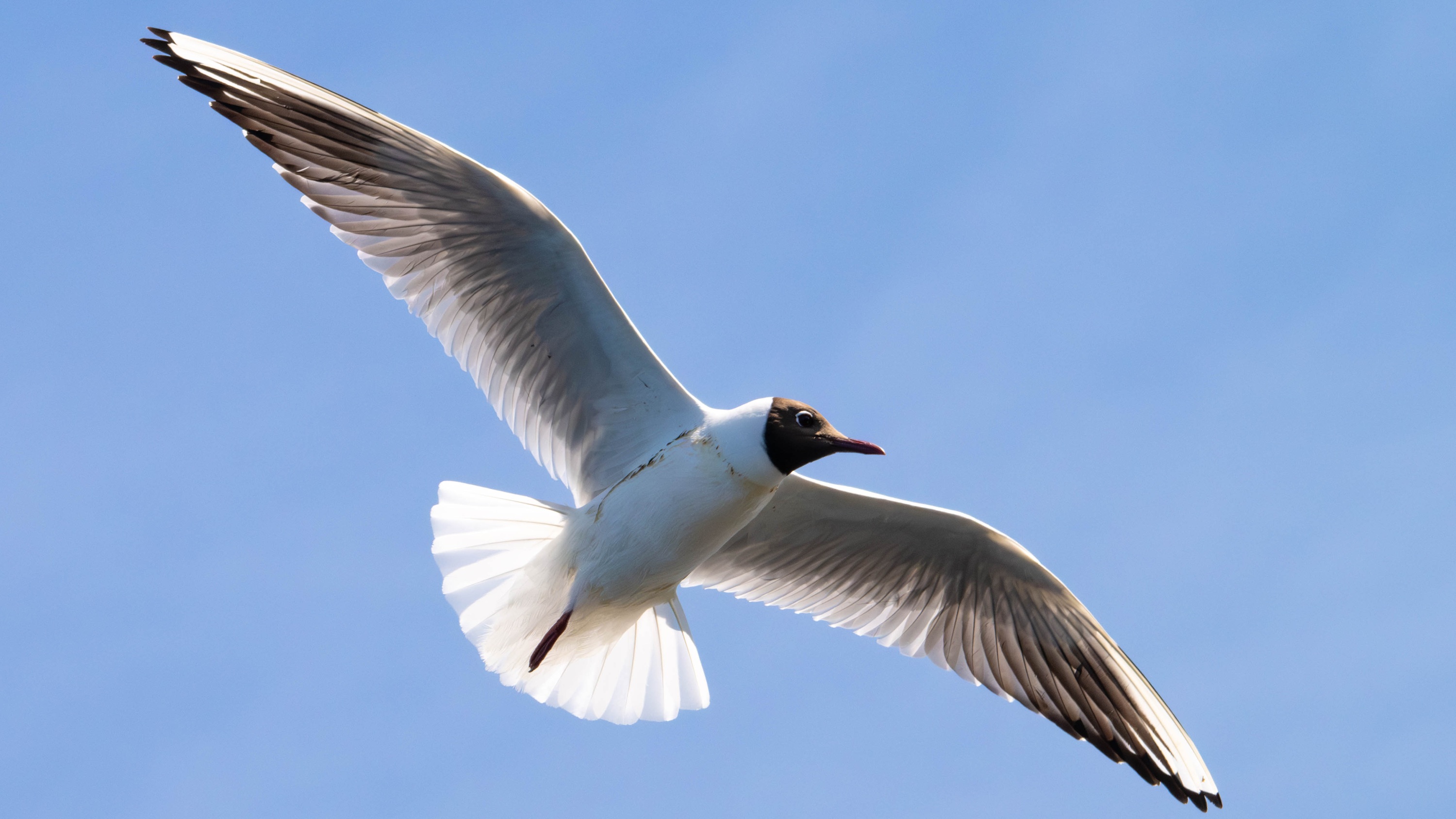 Szczecin Lagoon, Poland