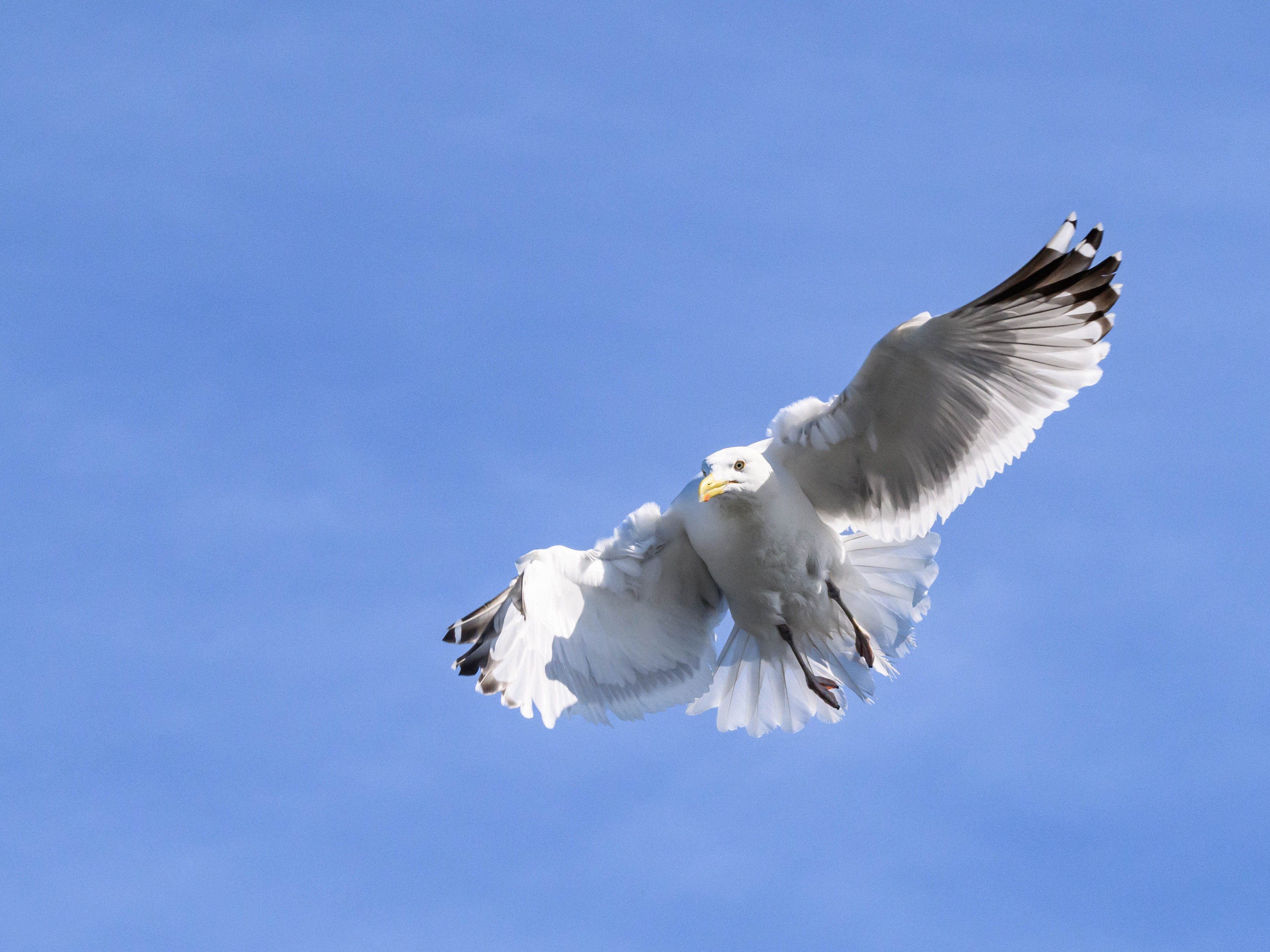 Szczecin Lagoon, Poland