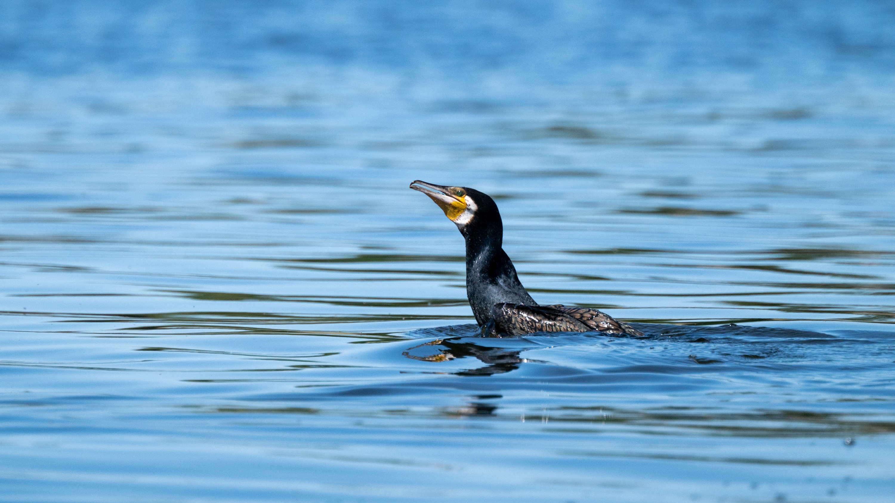 Szczecin Lagoon, Poland