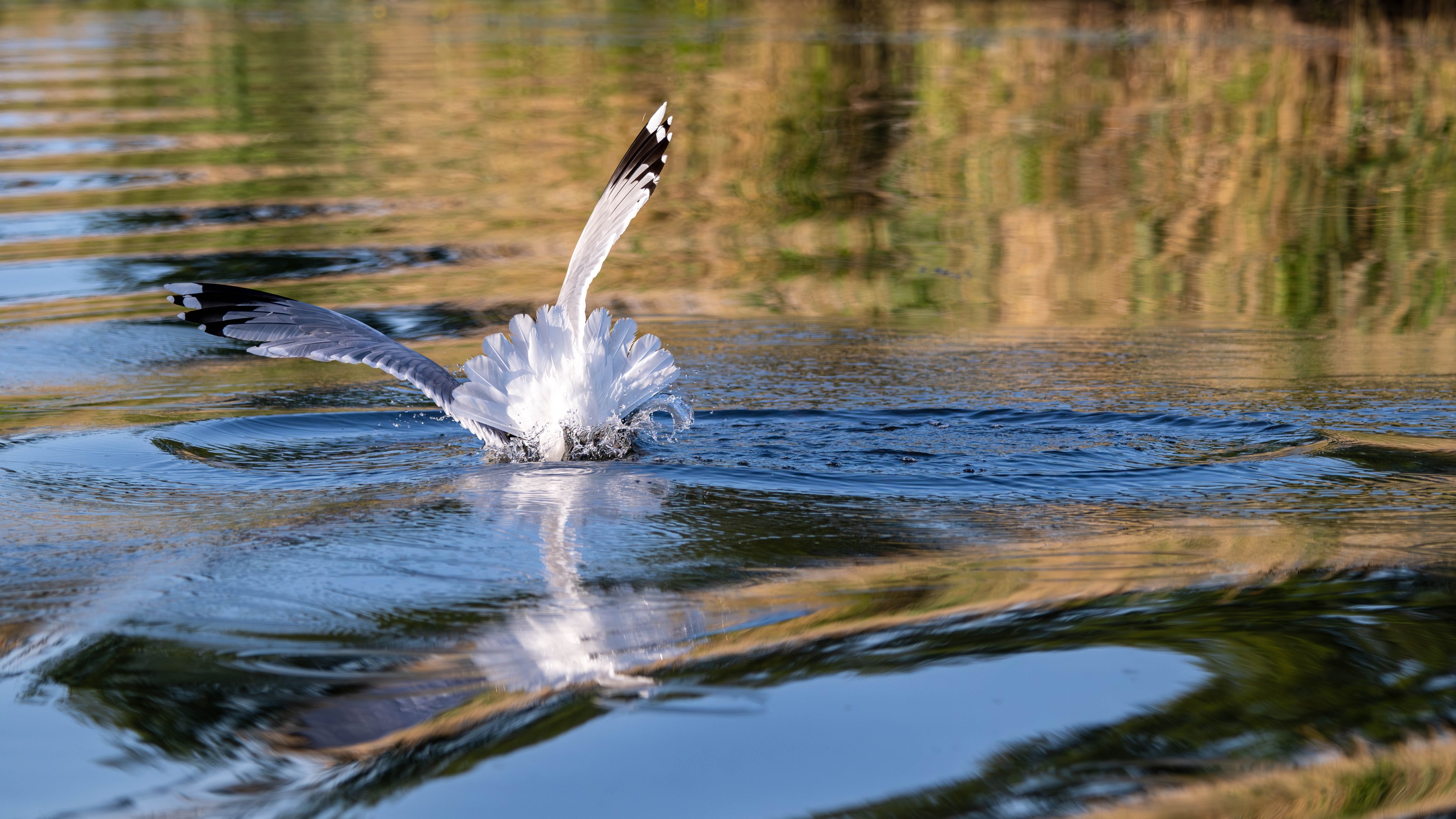 Szczecin Lagoon, Poland
