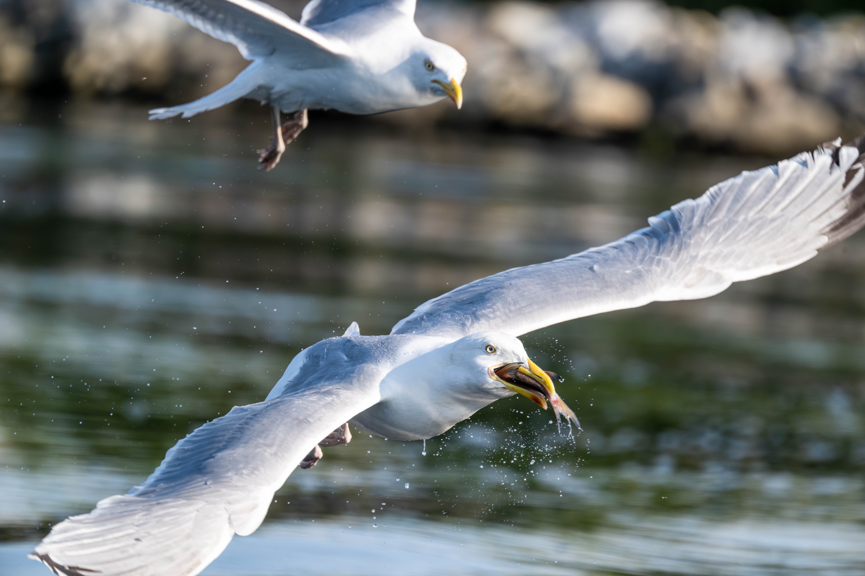 Szczecin Lagoon, Poland