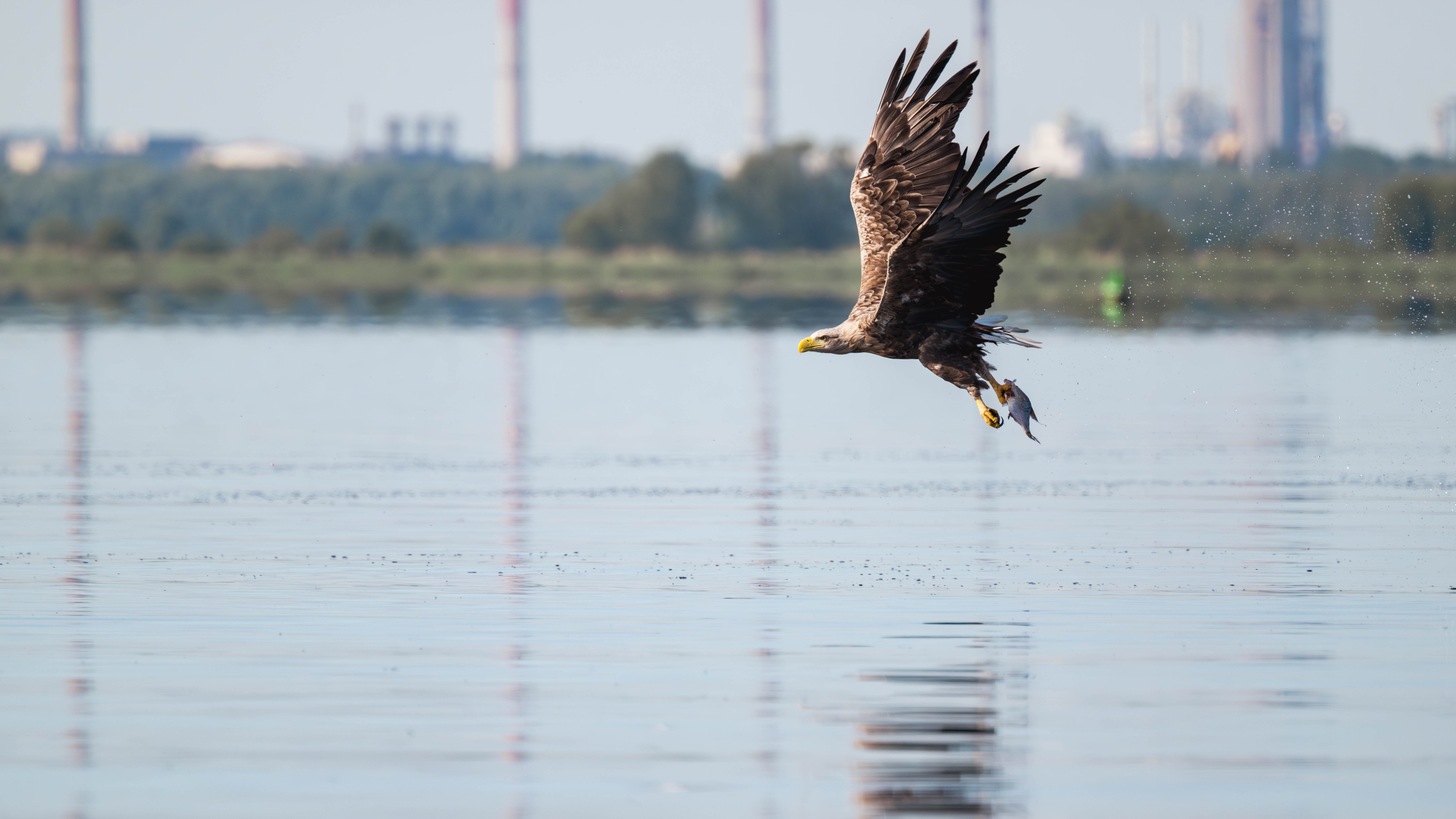Szczecin Lagoon, Poland