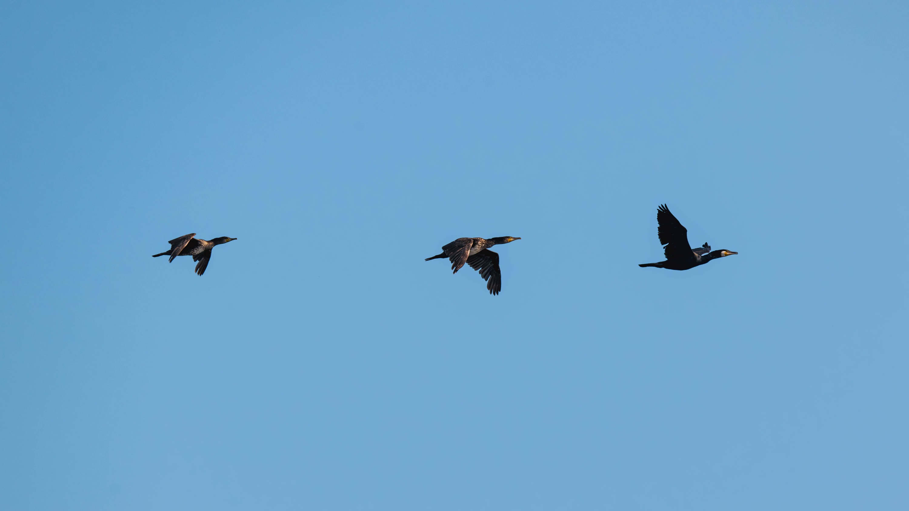 Szczecin Lagoon, Poland