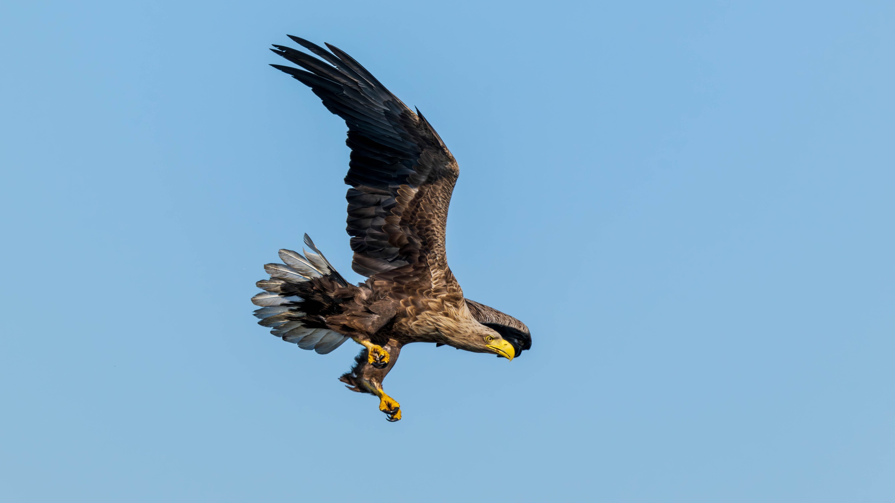 Szczecin Lagoon, Poland