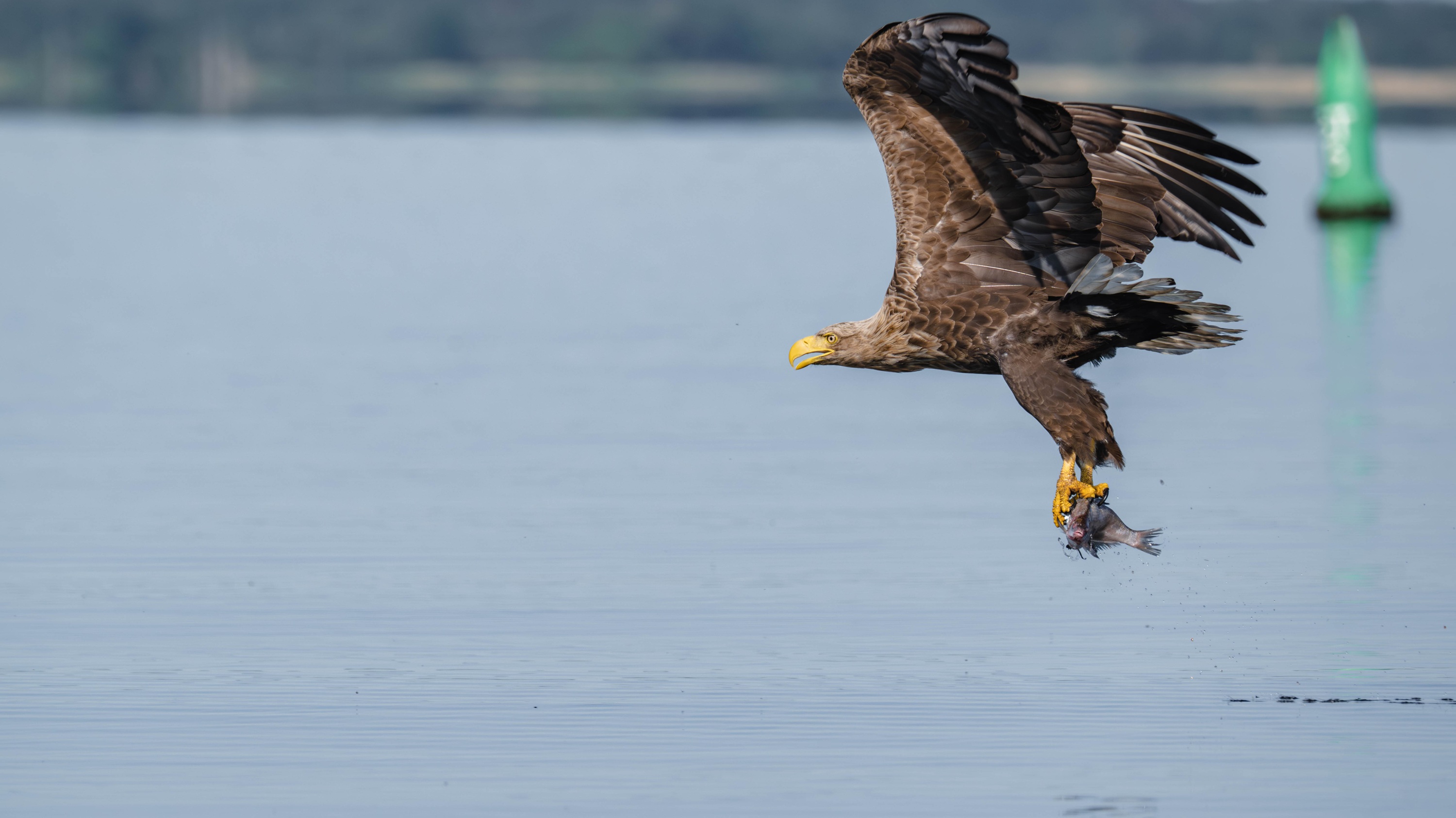 Szczecin Lagoon, Poland