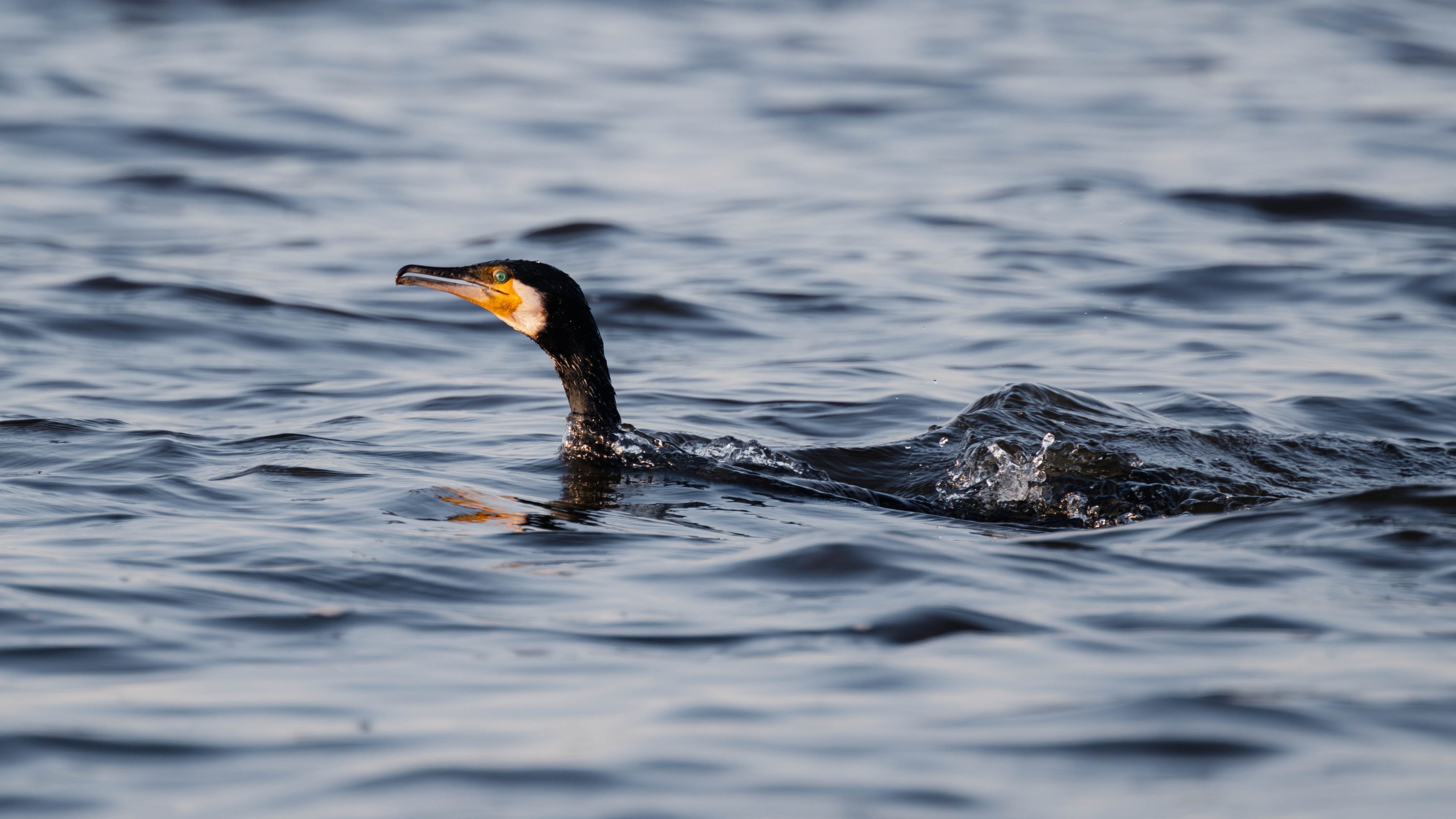 Szczecin Lagoon, Poland