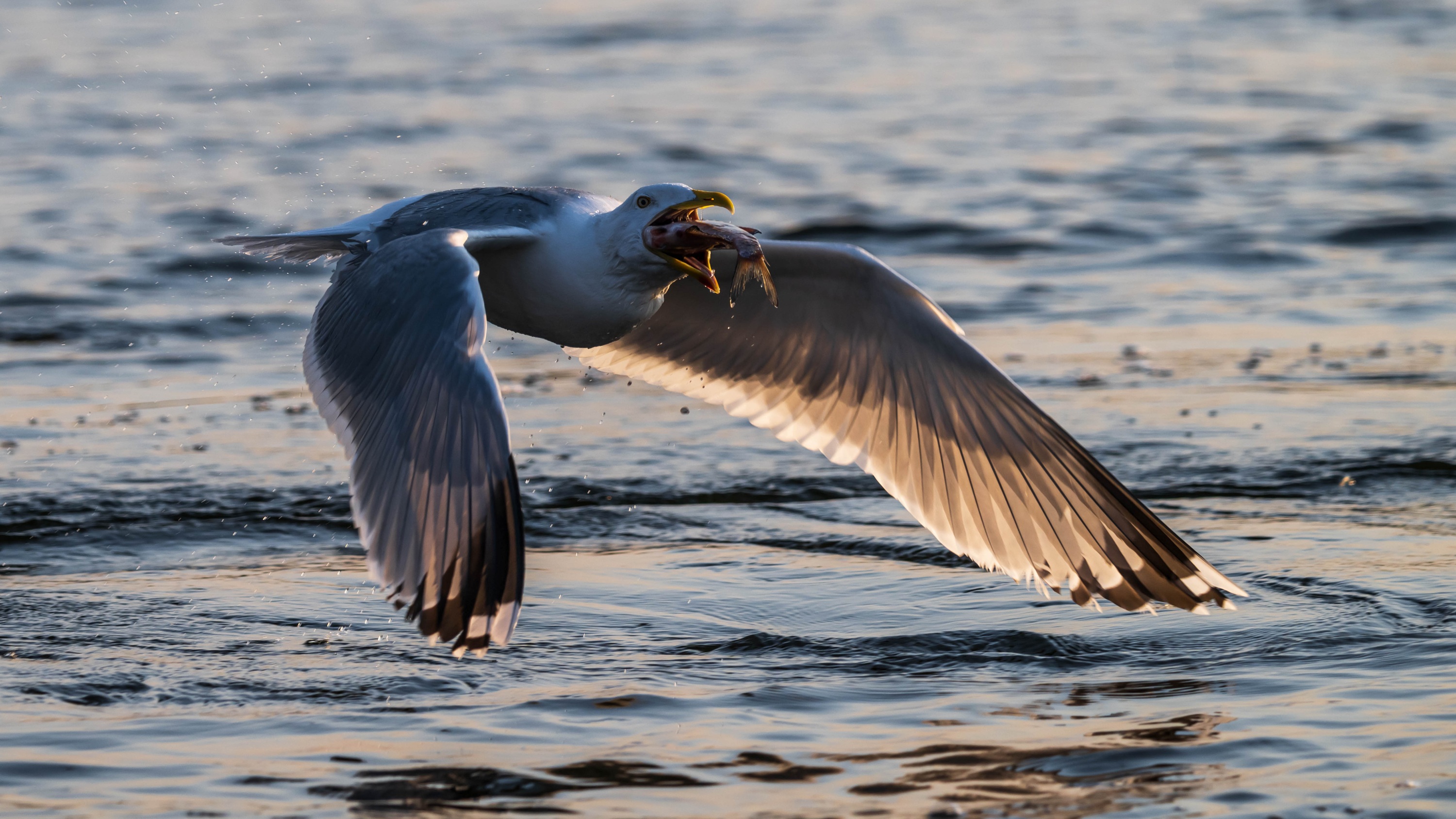 Szczecin Lagoon, Poland