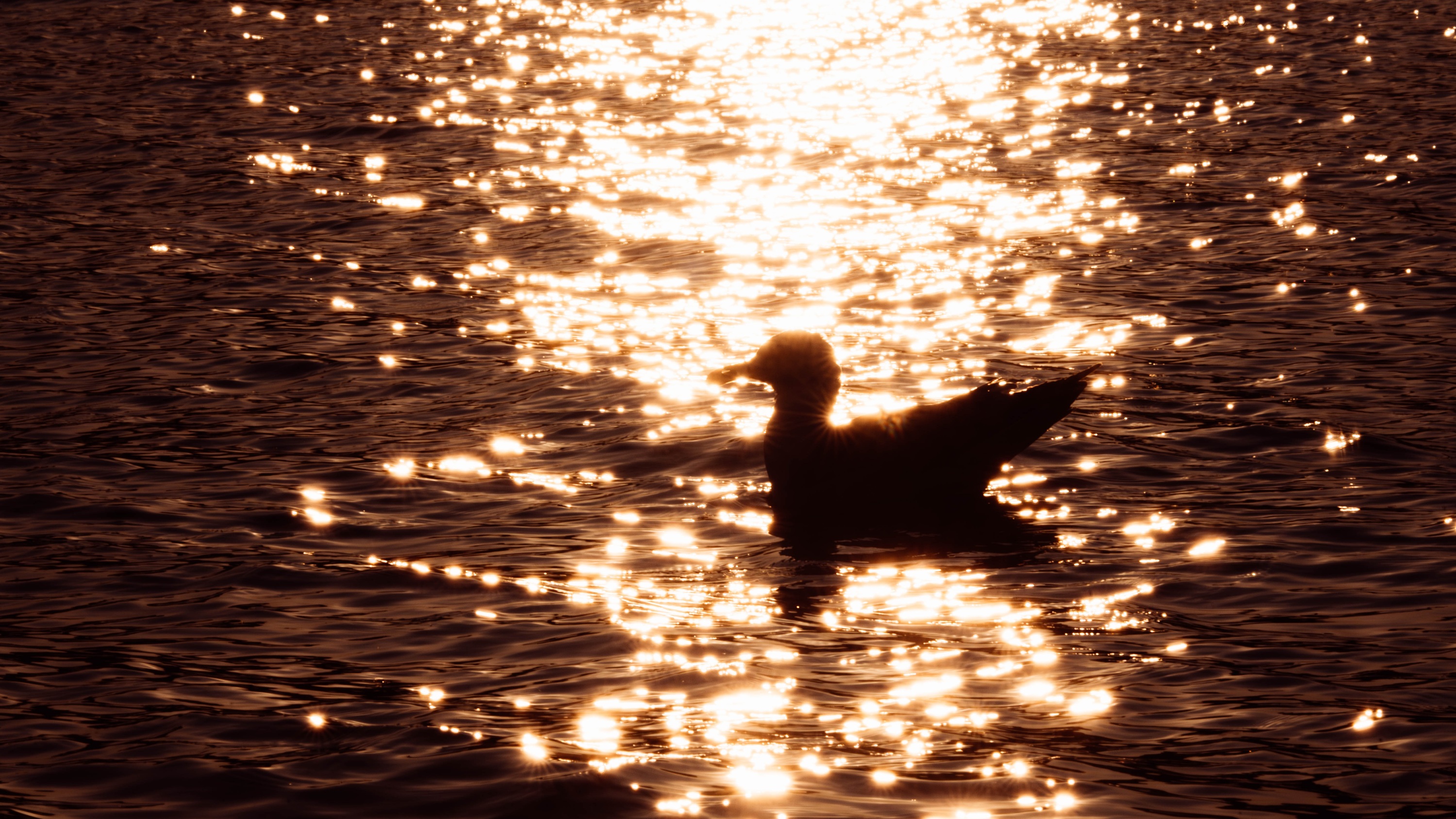 Szczecin Lagoon, Poland
