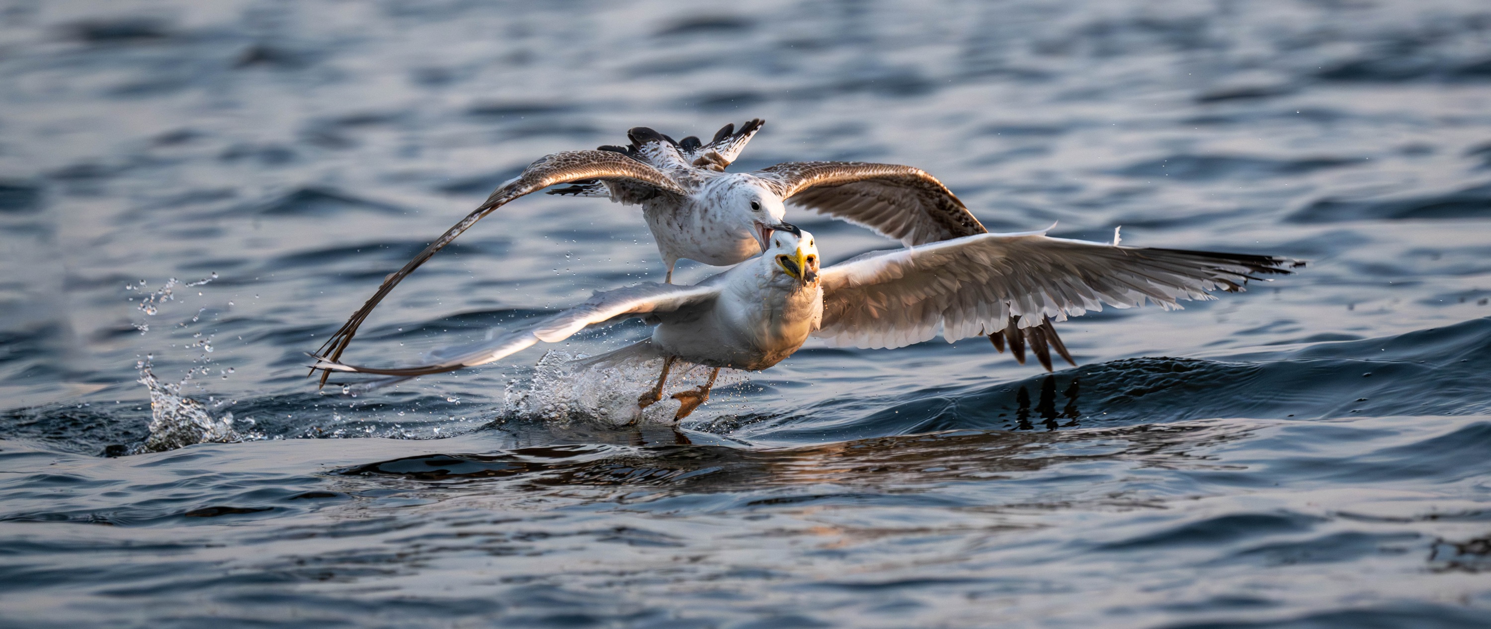 Szczecin Lagoon, Poland