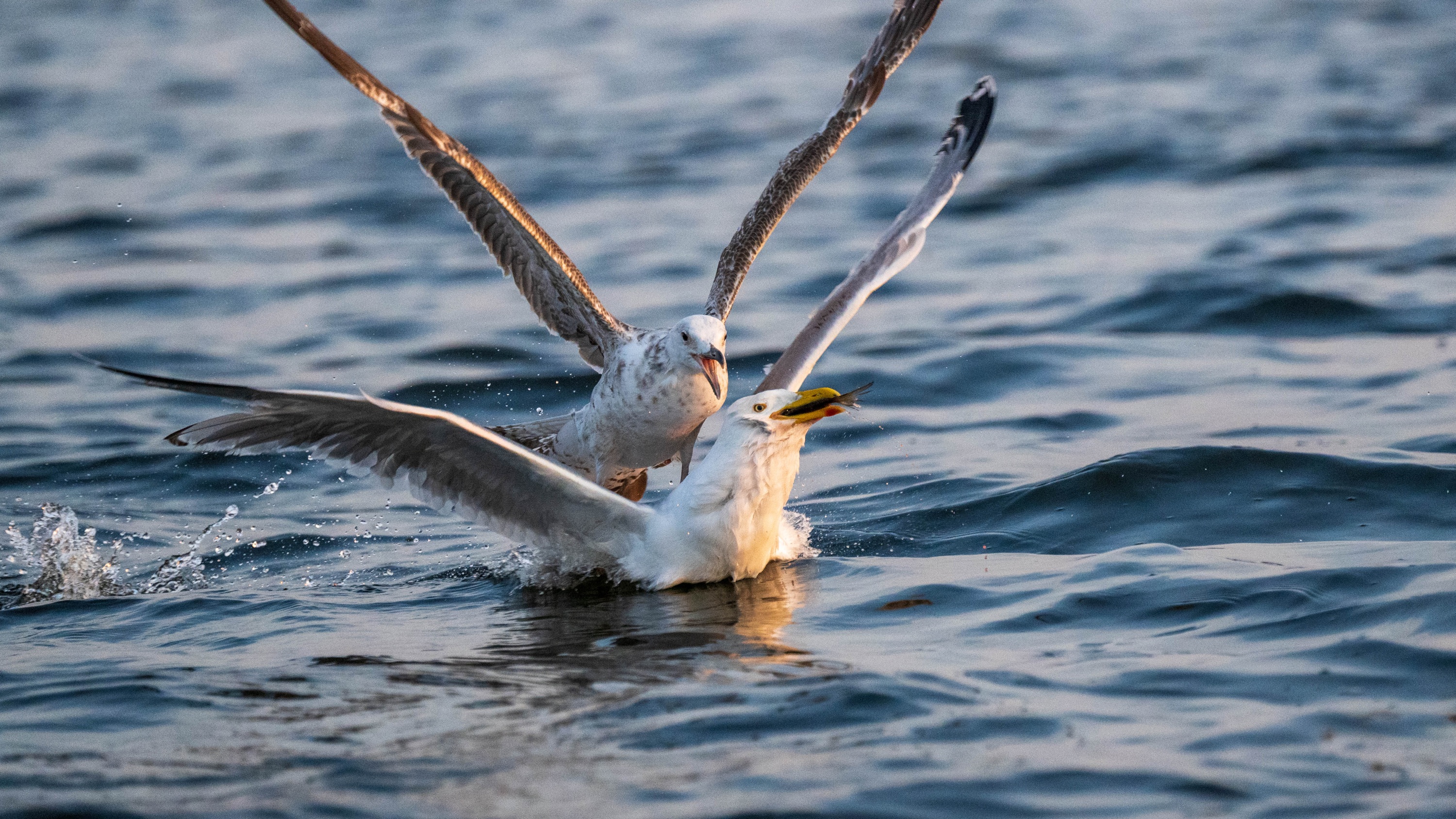 Szczecin Lagoon, Poland