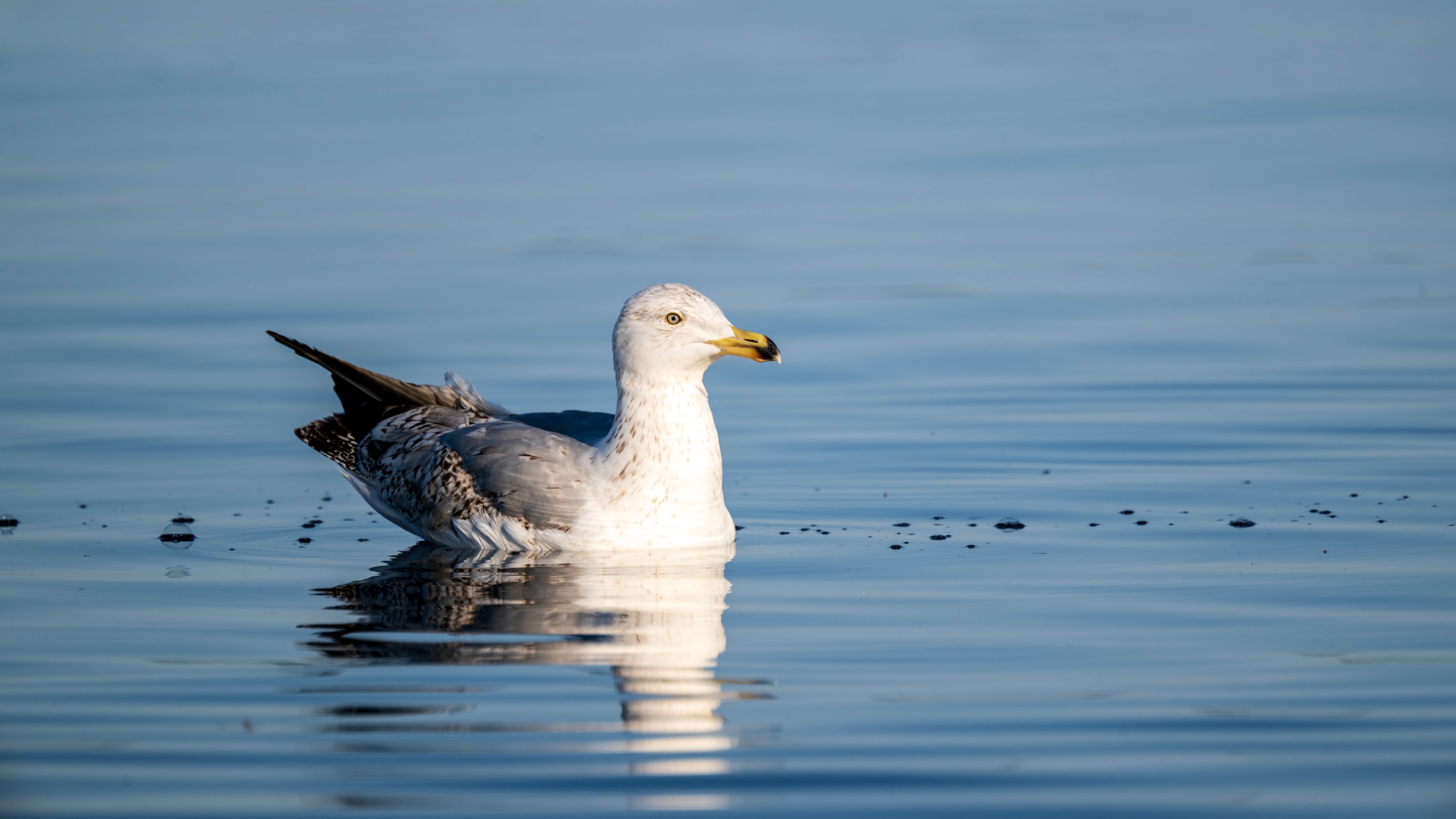Szczecin Lagoon, Poland