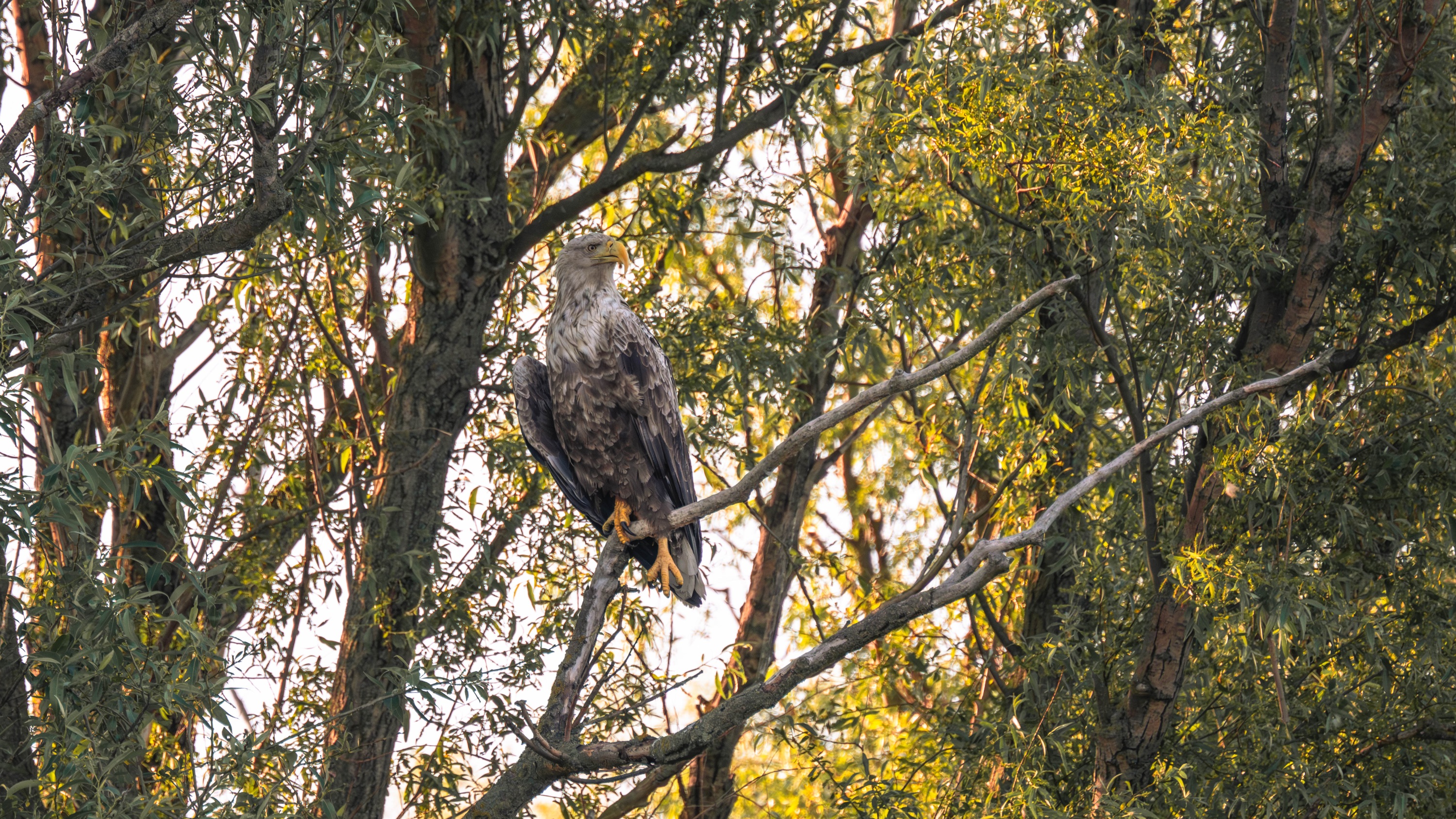 Szczecin Lagoon, Poland