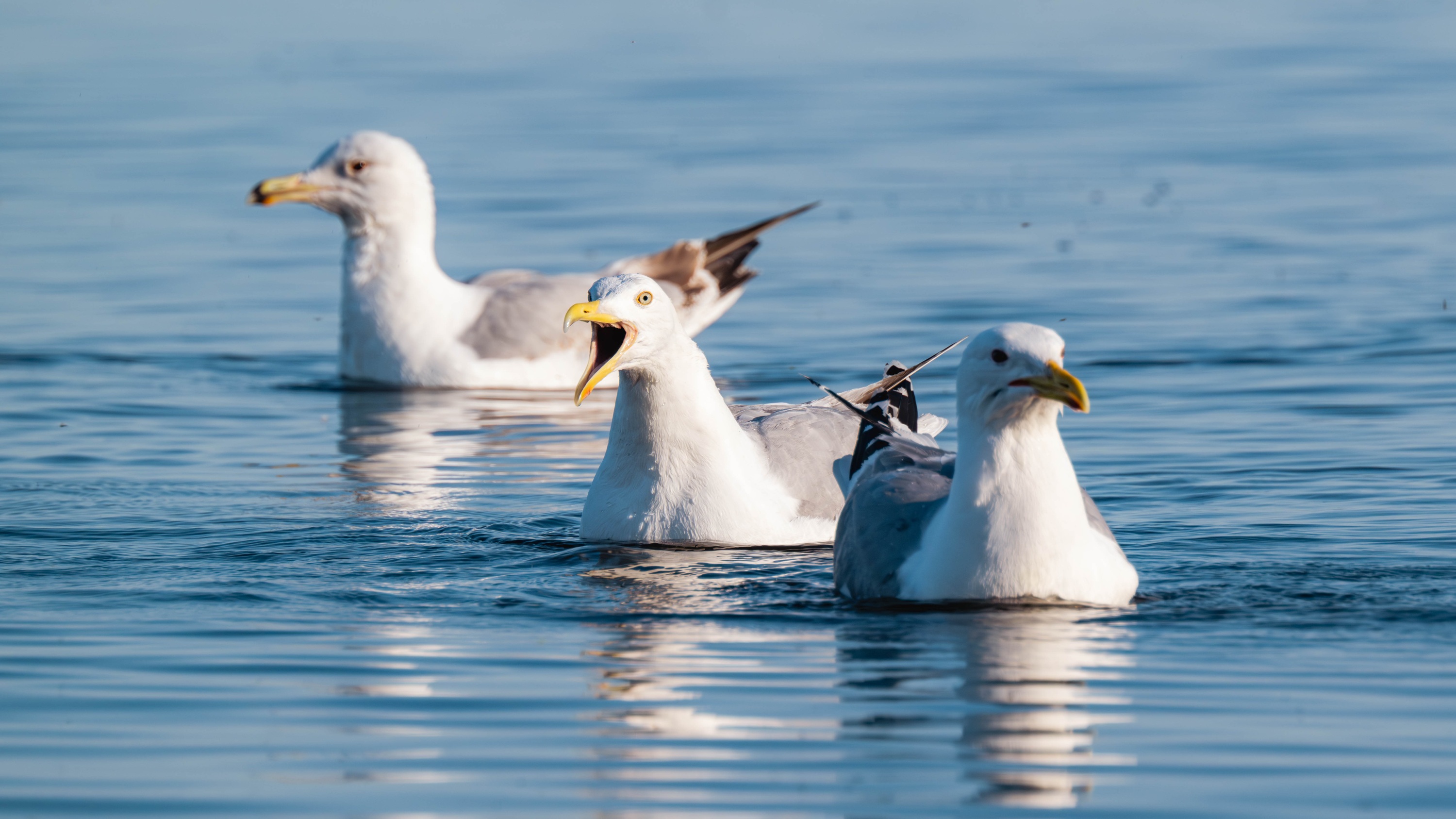 Szczecin Lagoon, Poland