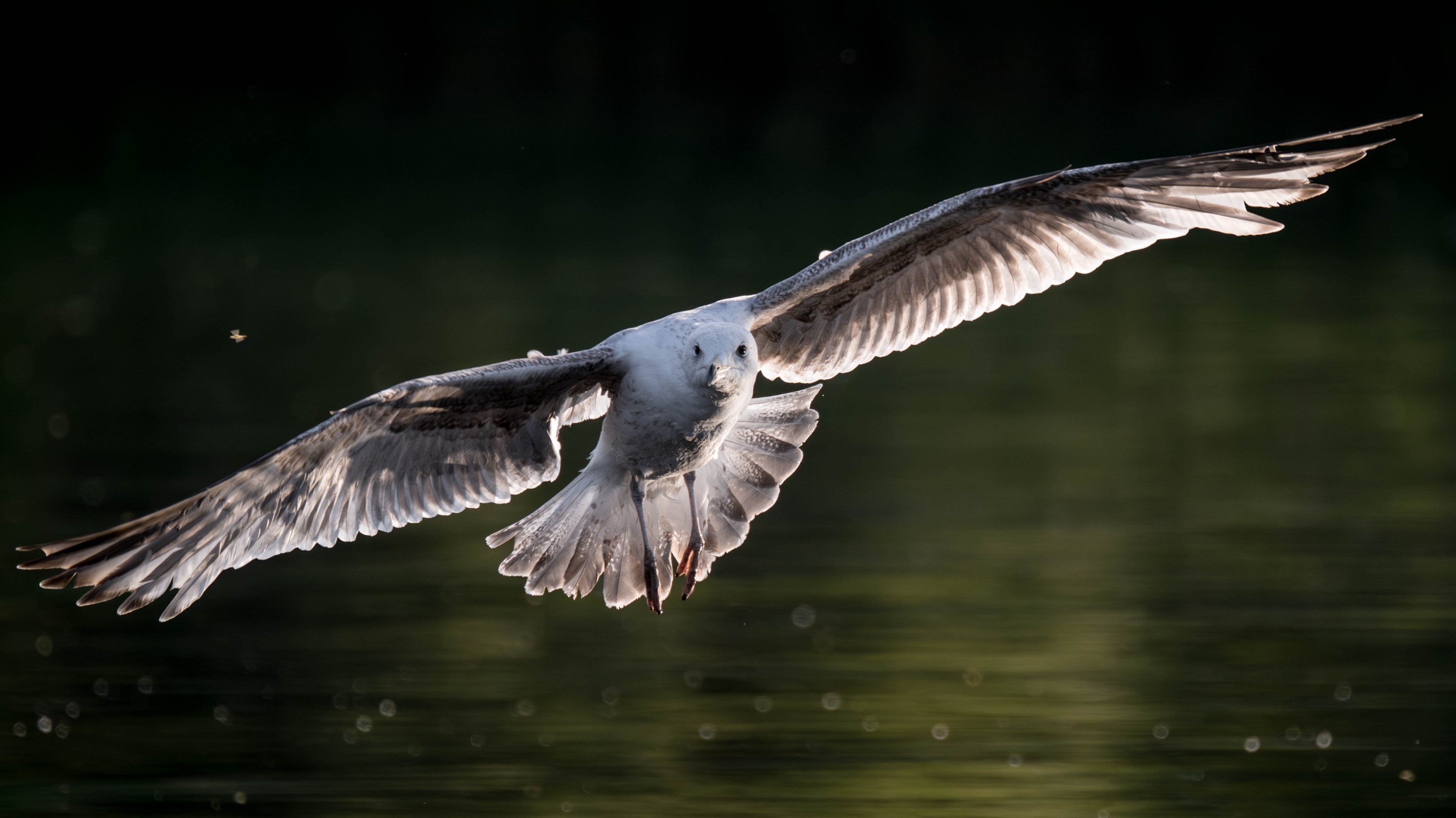 Szczecin Lagoon, Poland