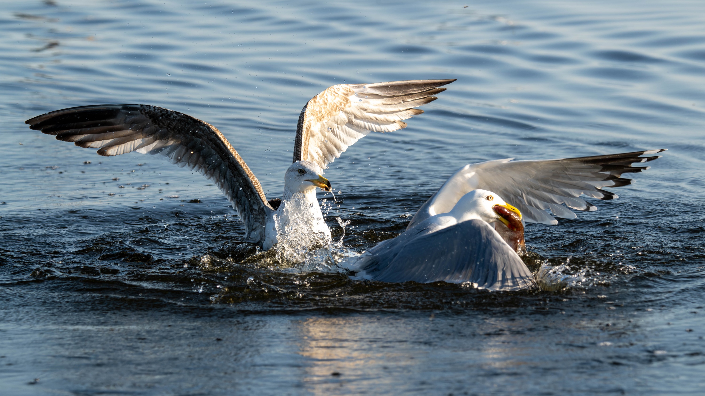 Szczecin Lagoon, Poland