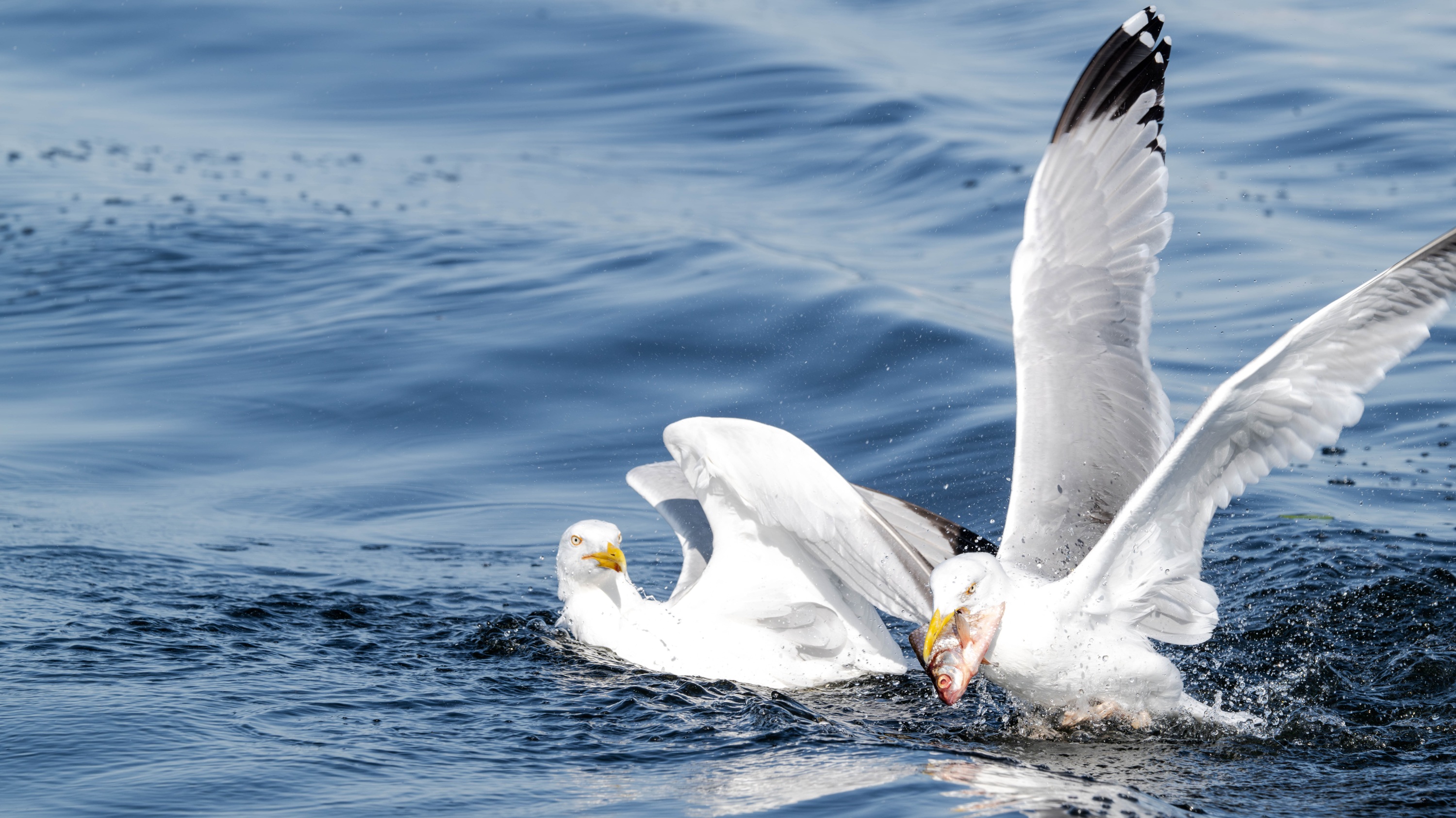 Szczecin Lagoon, Poland