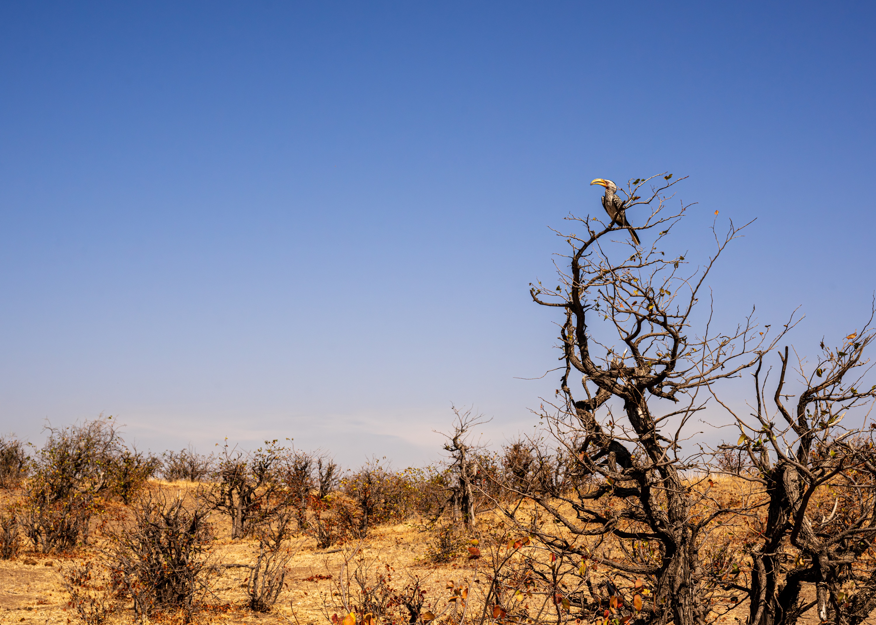 Mashatu Game Reserve, Botswana