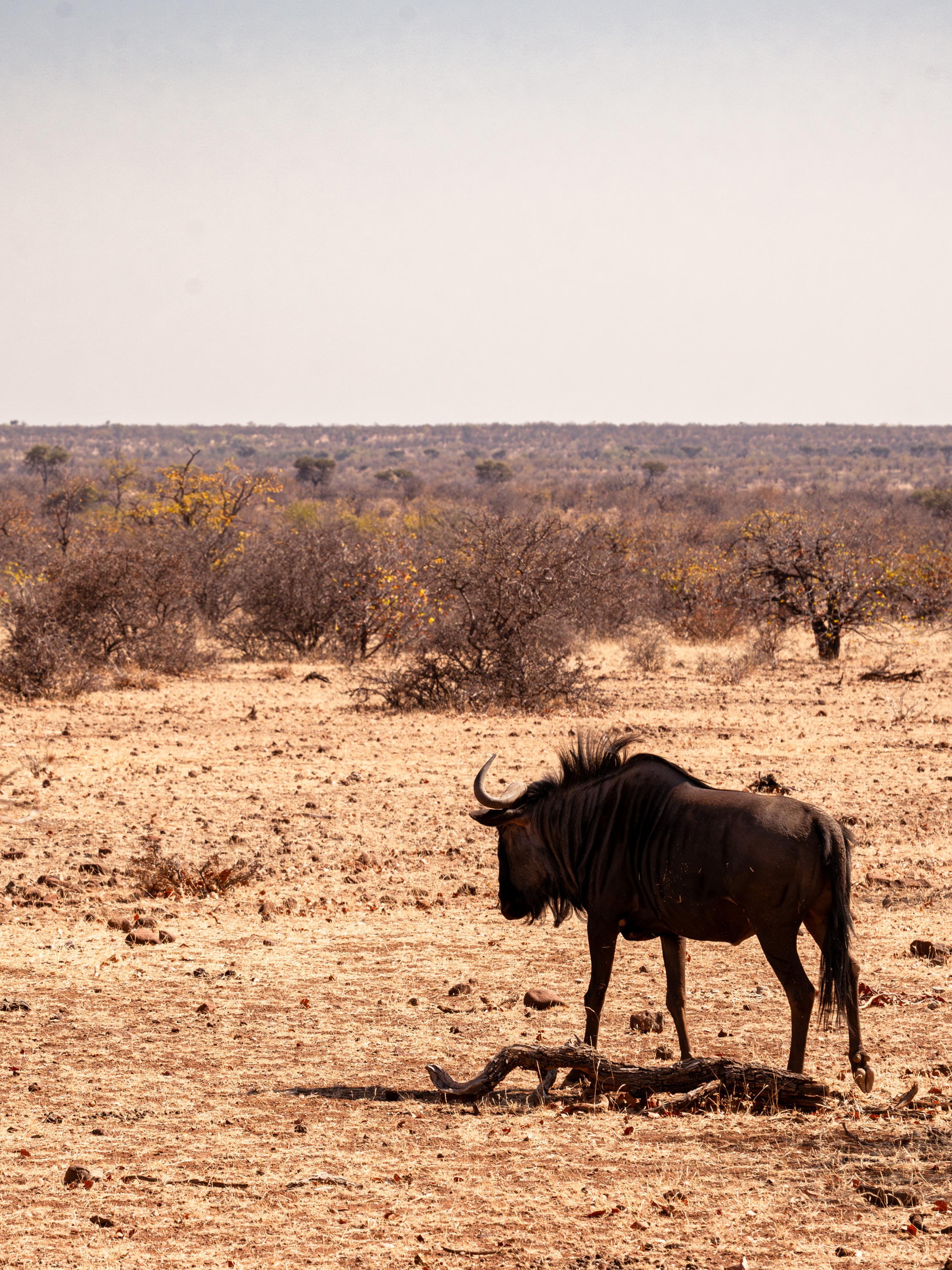 Mashatu Game Reserve, Botswana