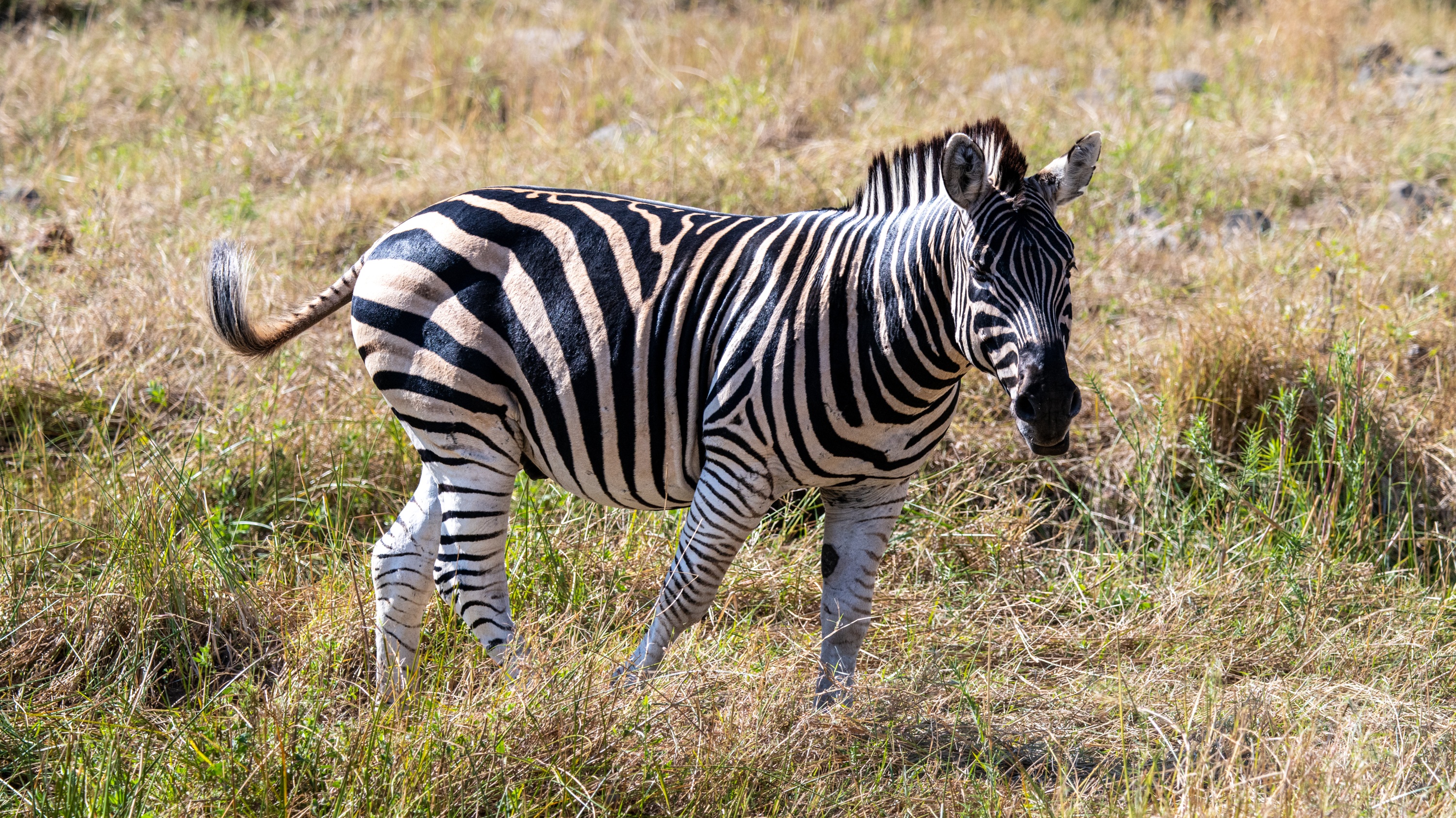 Mashatu Game Reserve, Botswana