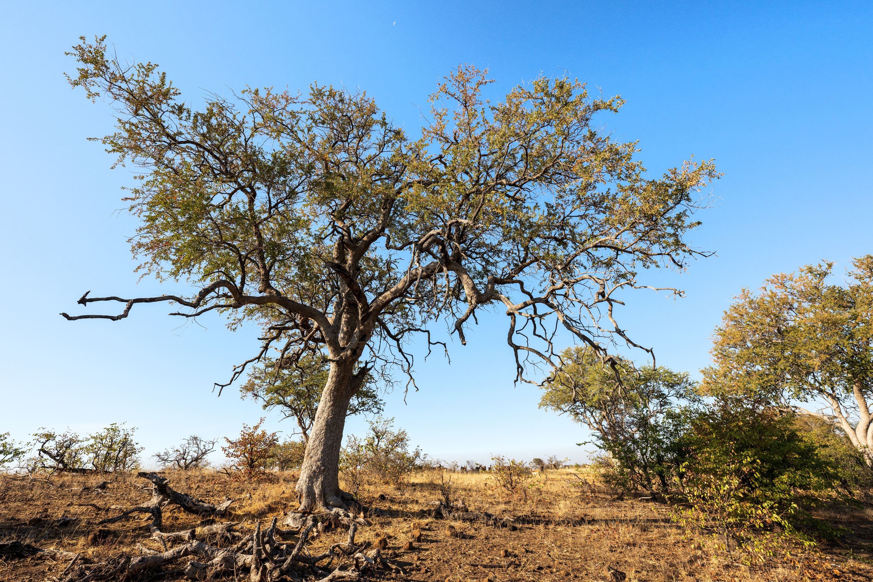 Mashatu Game Reserve, Botswana