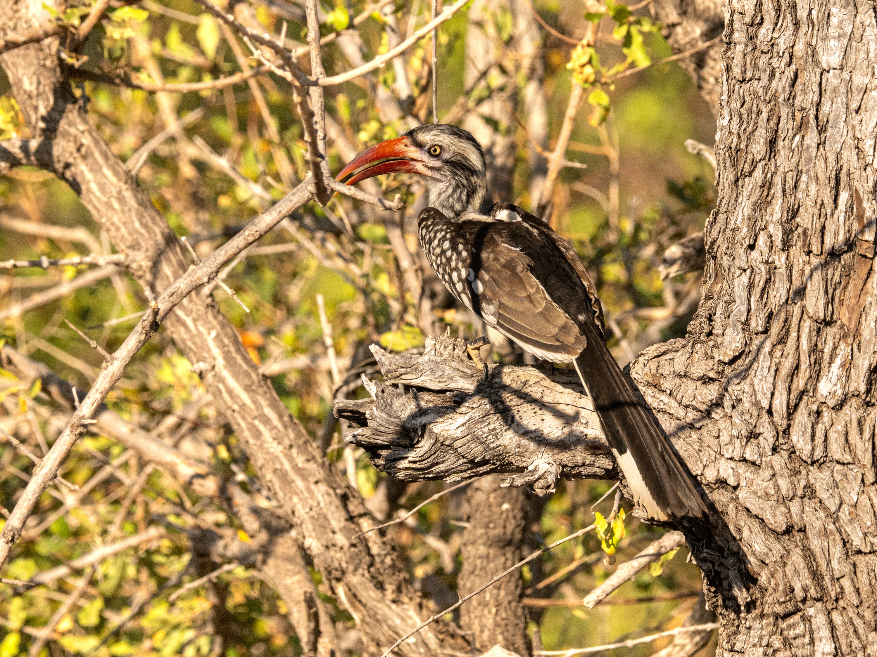 Mashatu Game Reserve, Botswana