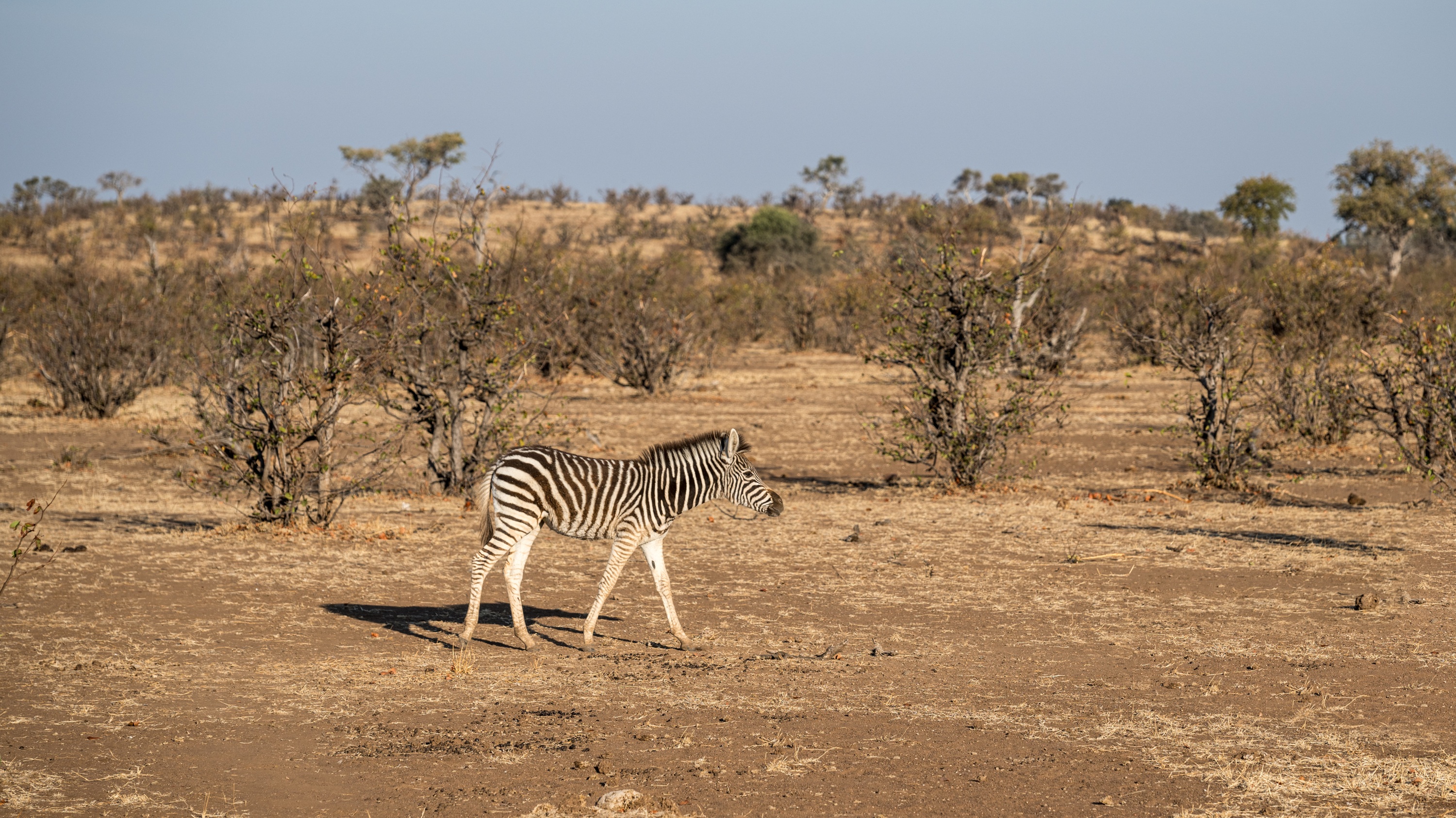 Mashatu Game Reserve, Botswana