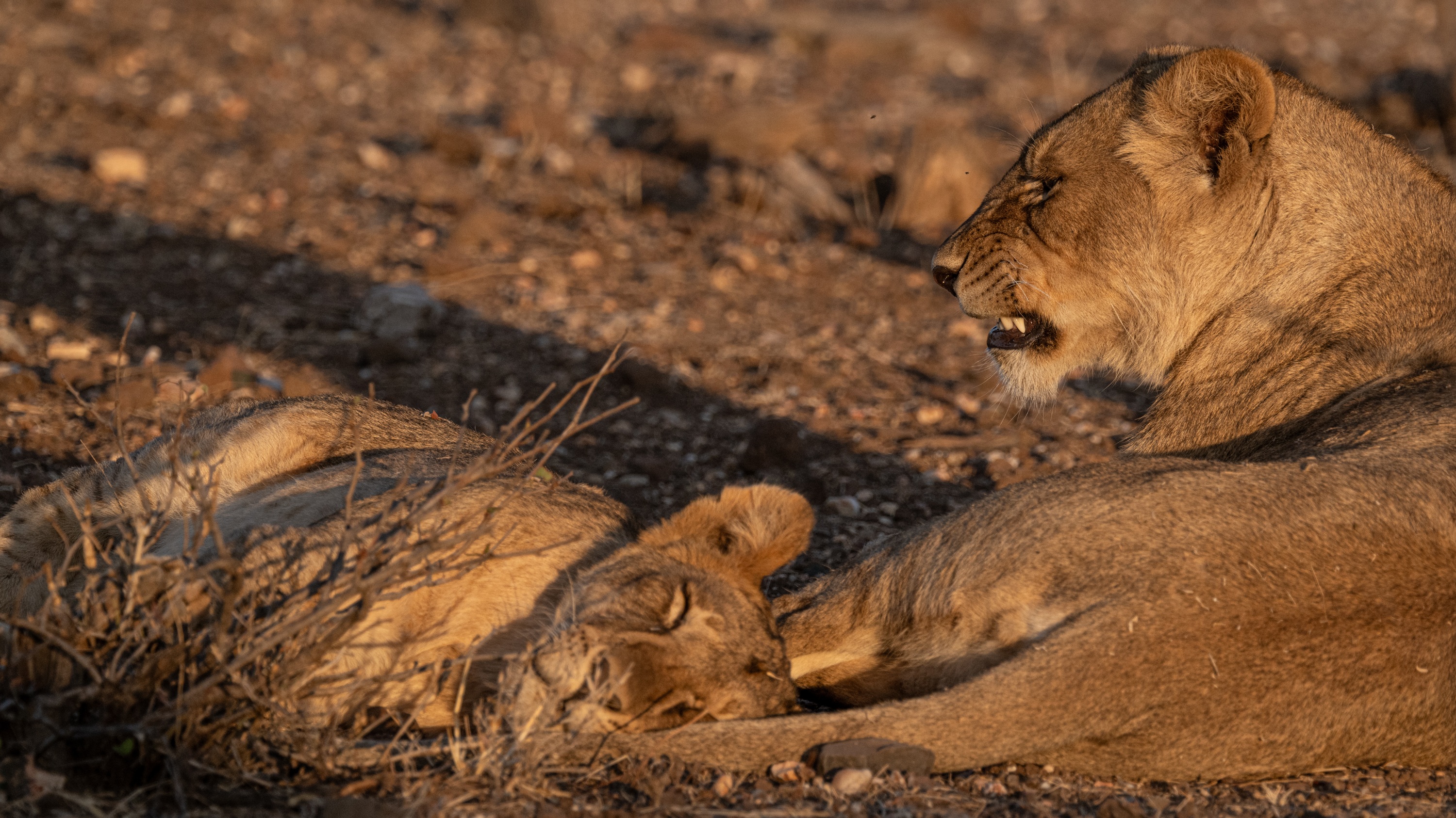 Mashatu Game Reserve, Botswana