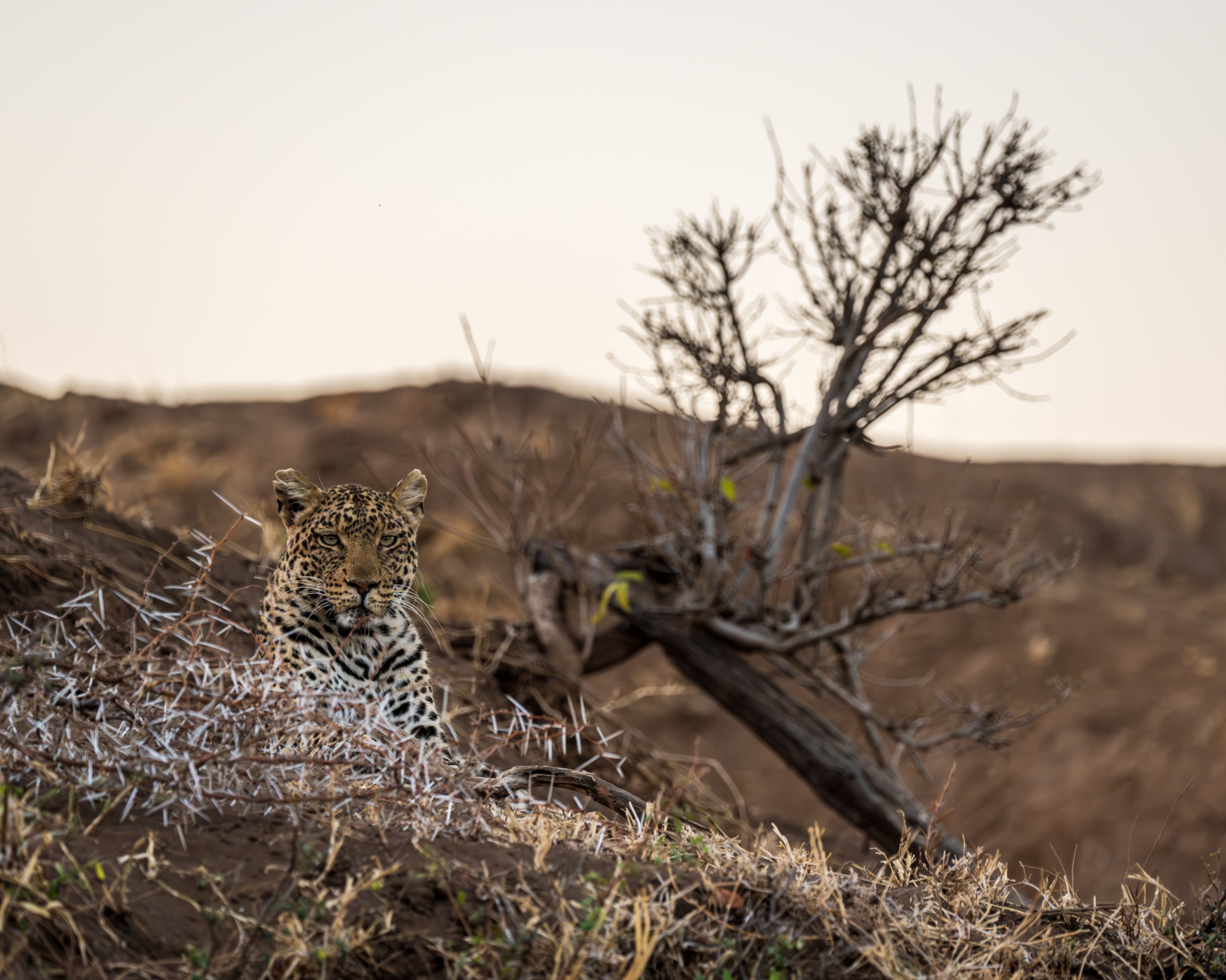 Mashatu Game Reserve, Botswana