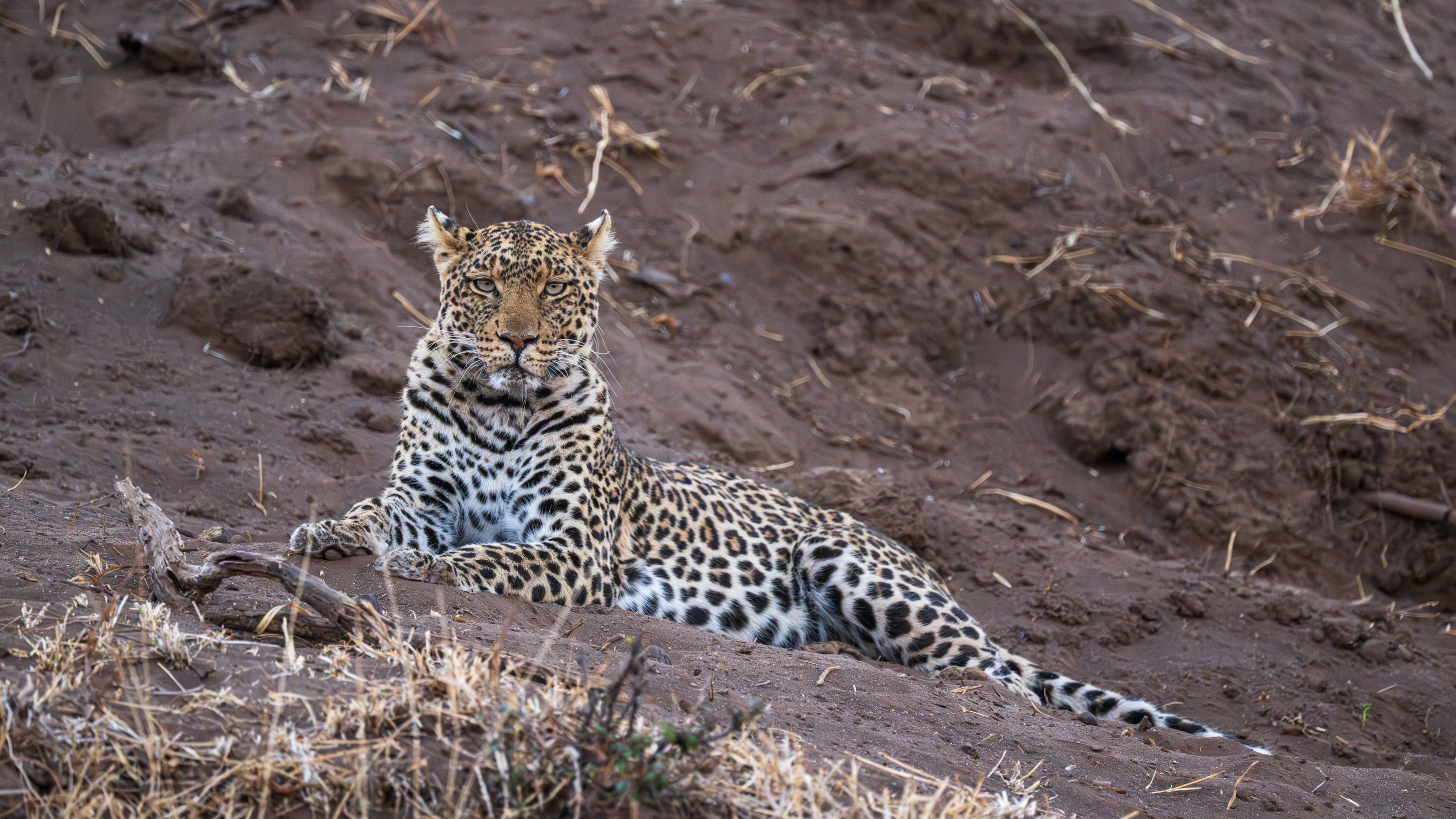 Mashatu Game Reserve, Botswana