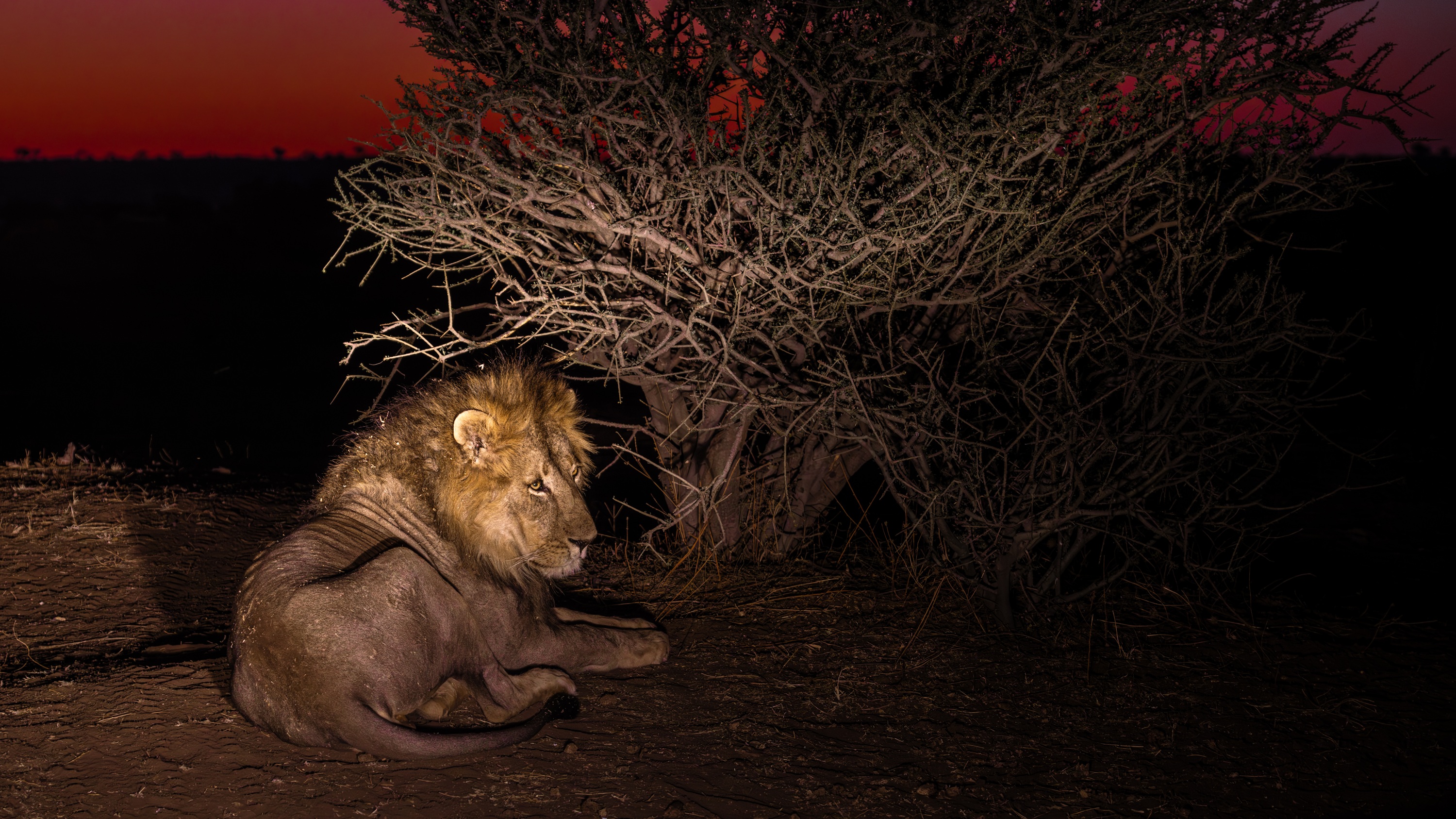 Mashatu Game Reserve, Botswana