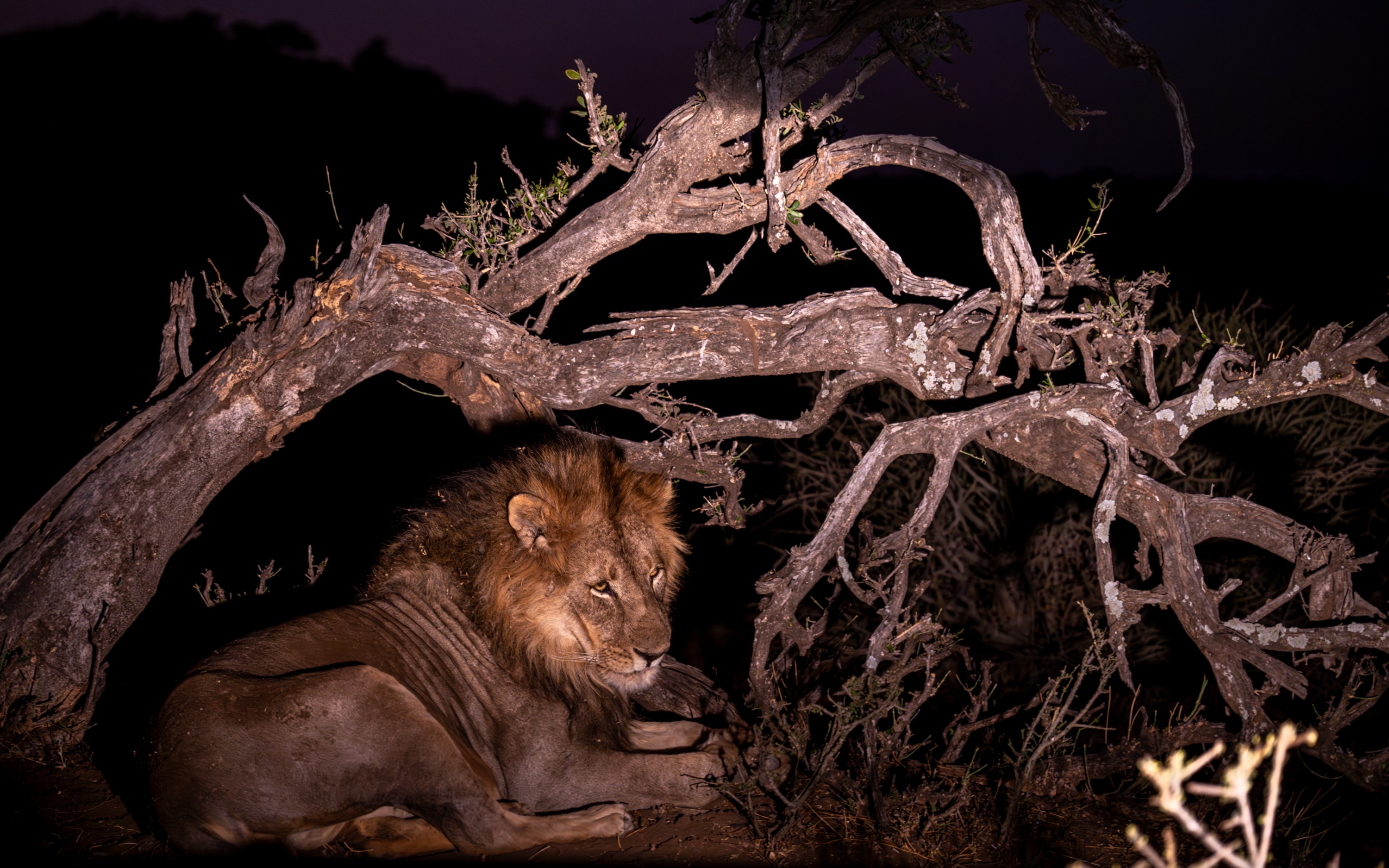 Mashatu Game Reserve, Botswana