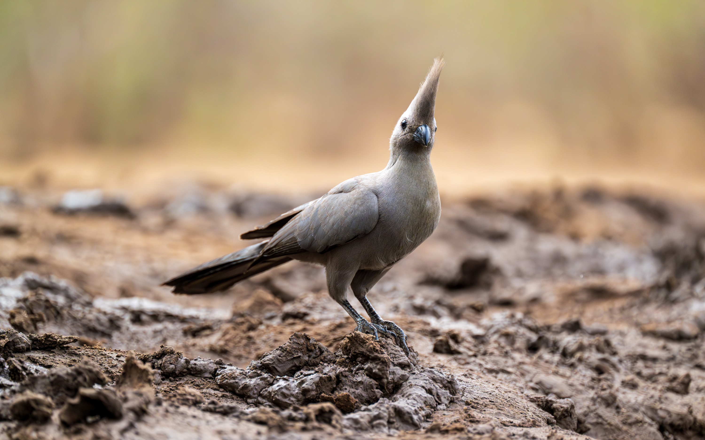 Mashatu Game Reserve, Botswana