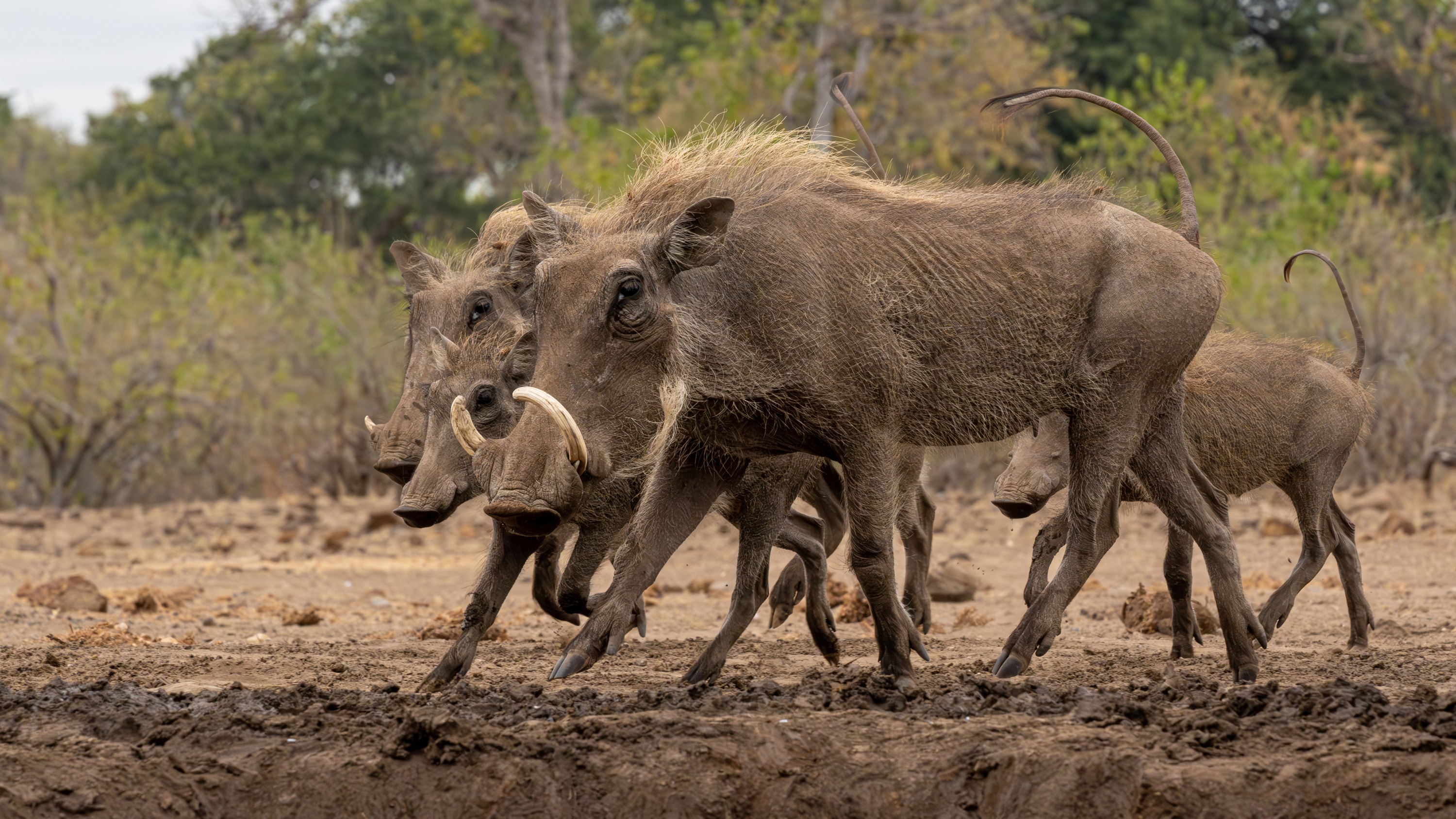 Mashatu Game Reserve, Botswana