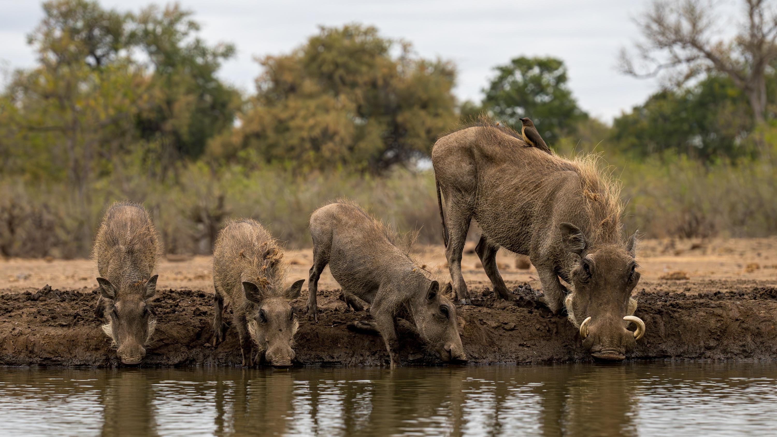 Mashatu Game Reserve, Botswana