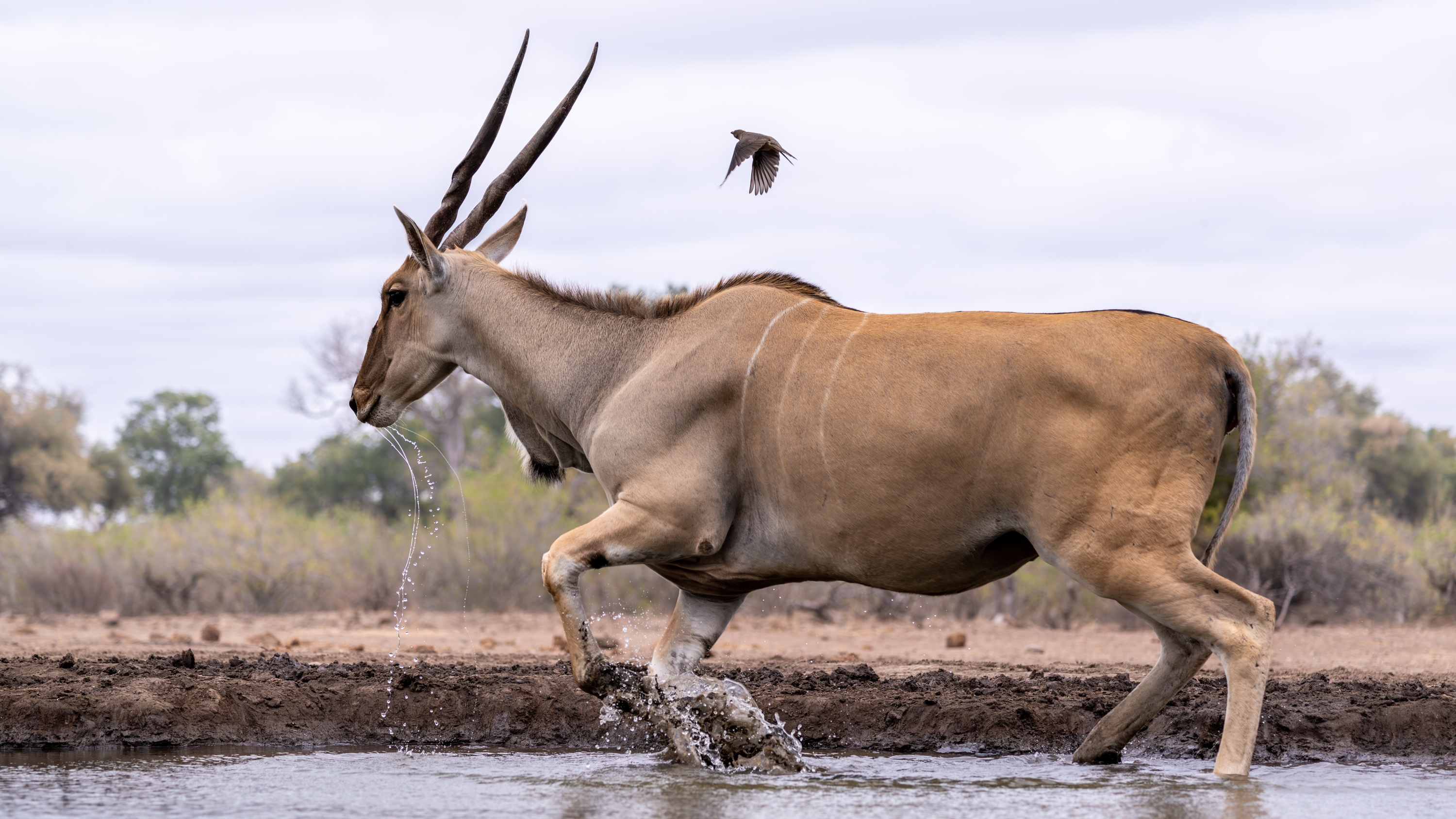 Mashatu Game Reserve, Botswana