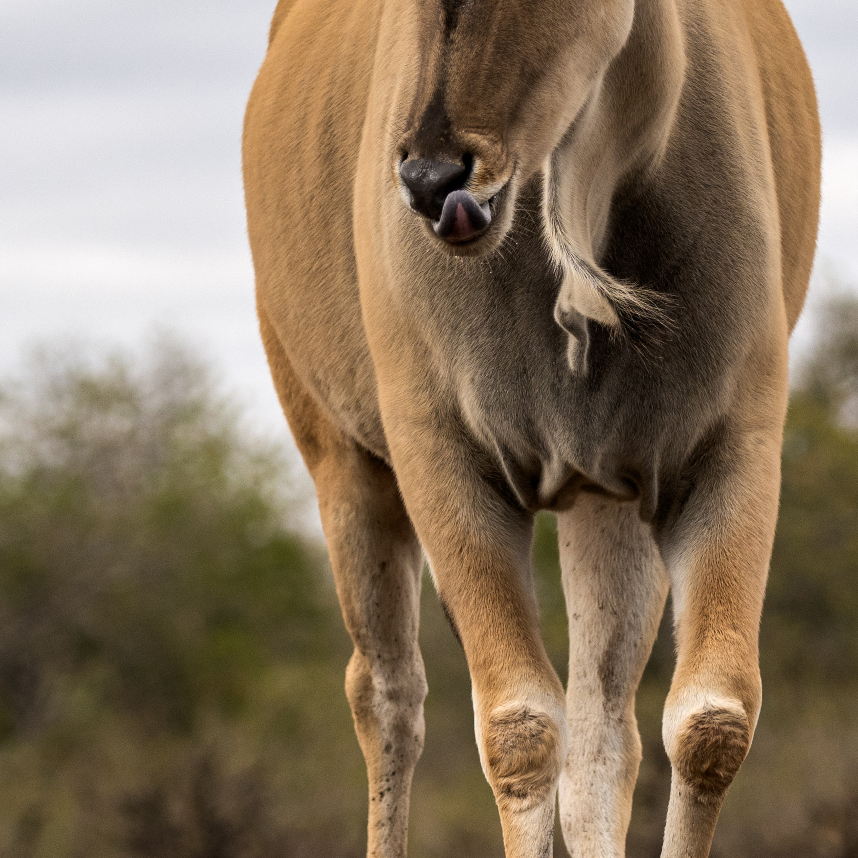 Mashatu Game Reserve, Botswana