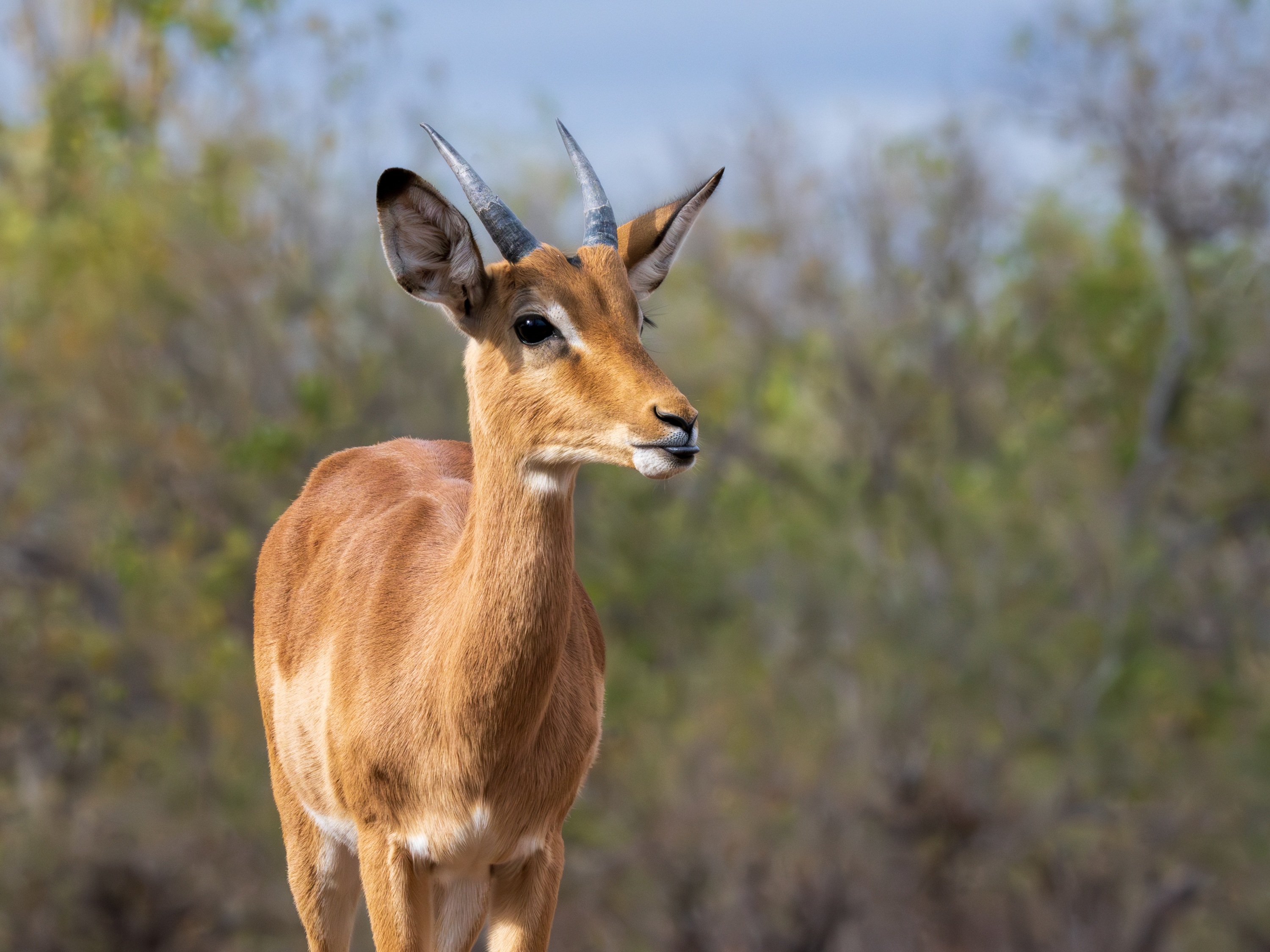 Mashatu Game Reserve, Botswana