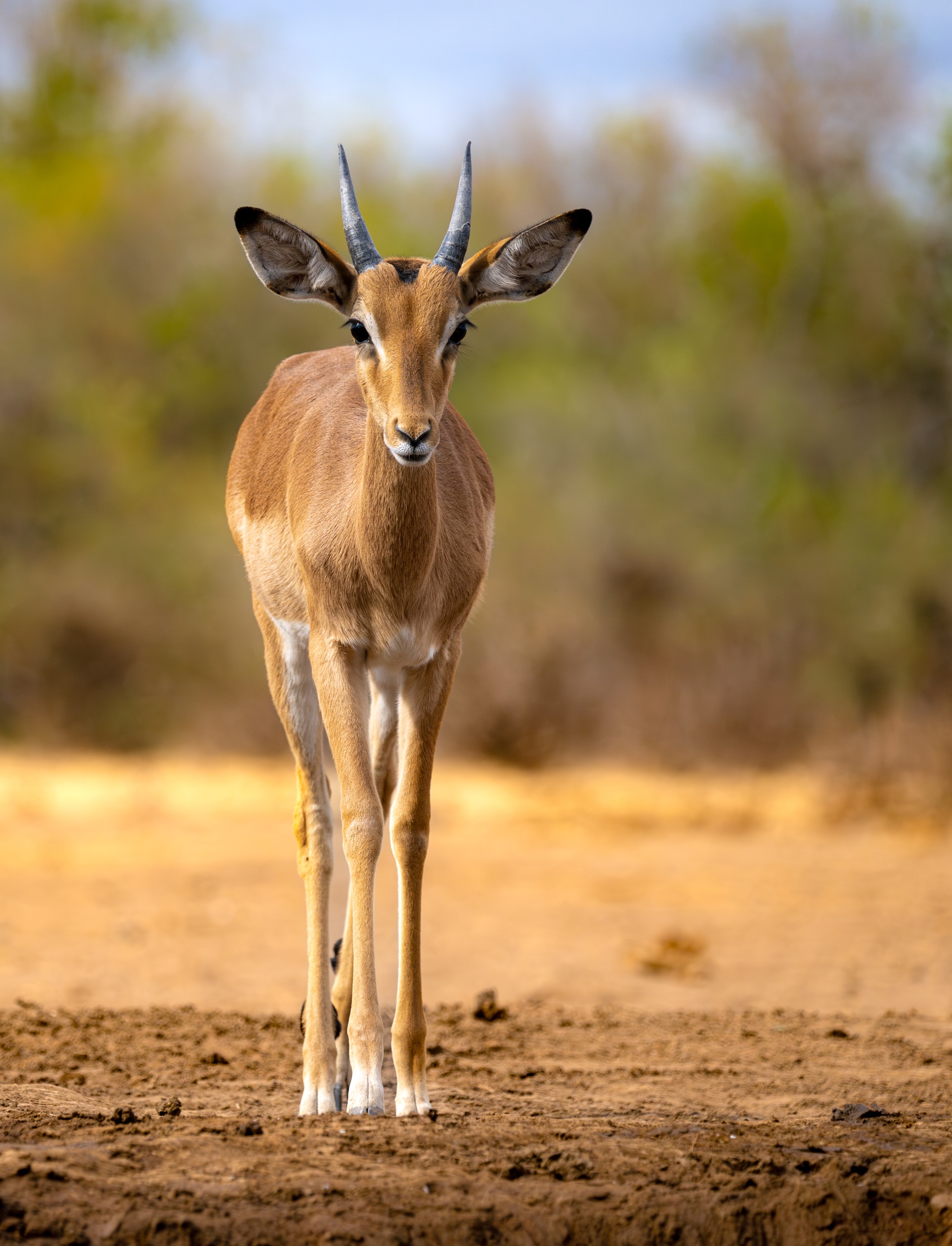 Mashatu Game Reserve, Botswana
