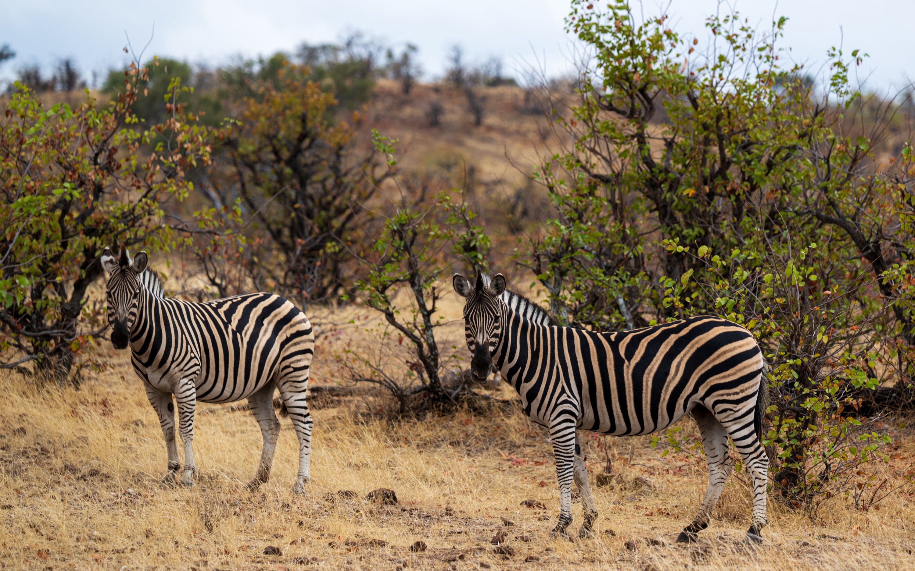 Mashatu Game Reserve, Botswana