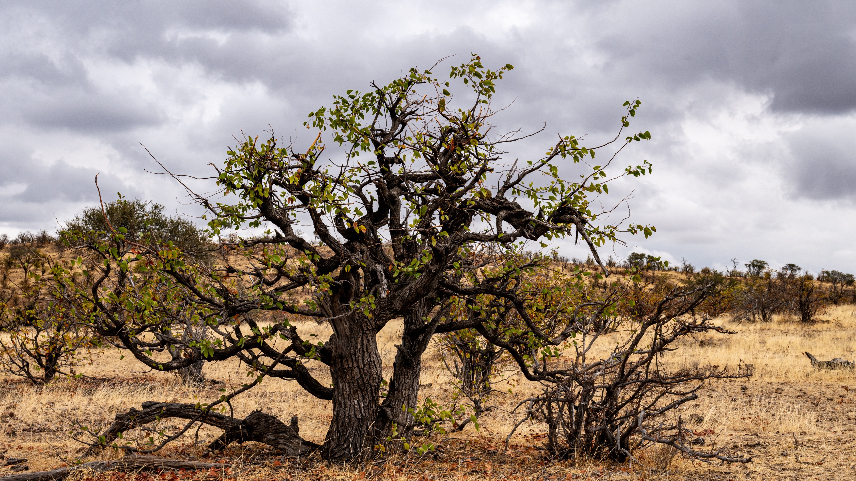 Mashatu Game Reserve, Botswana