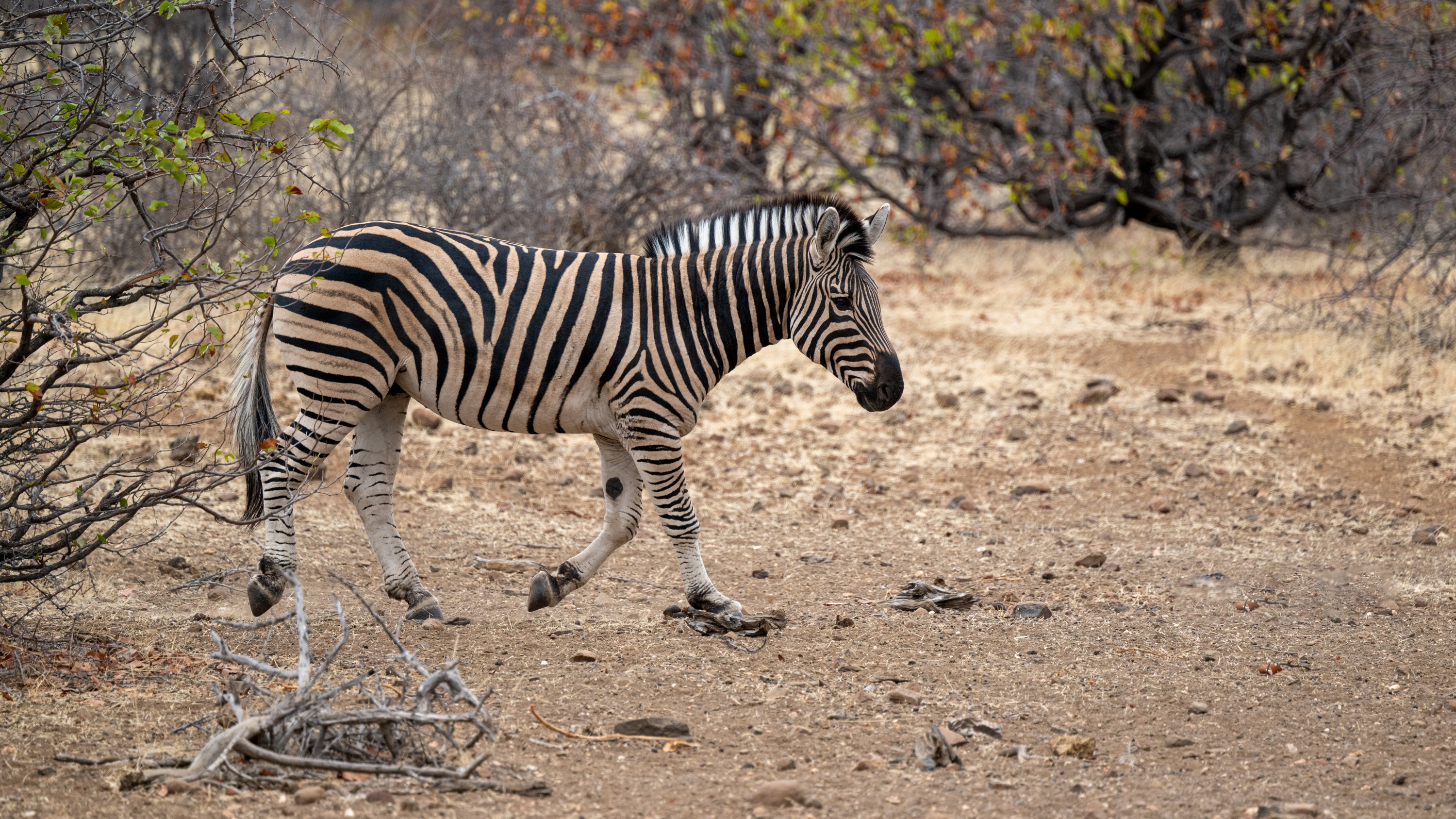 Mashatu Game Reserve, Botswana