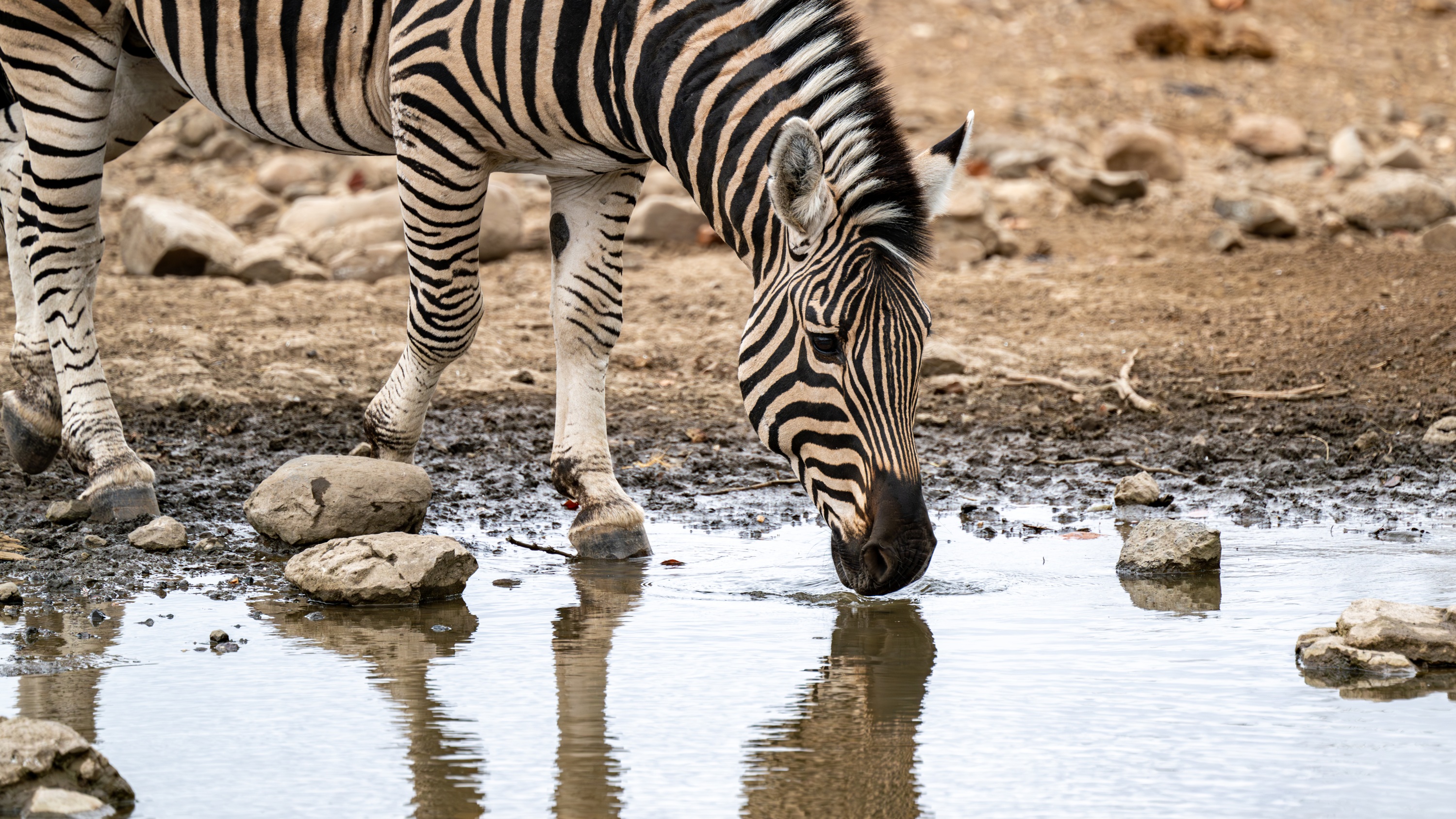 Mashatu Game Reserve, Botswana