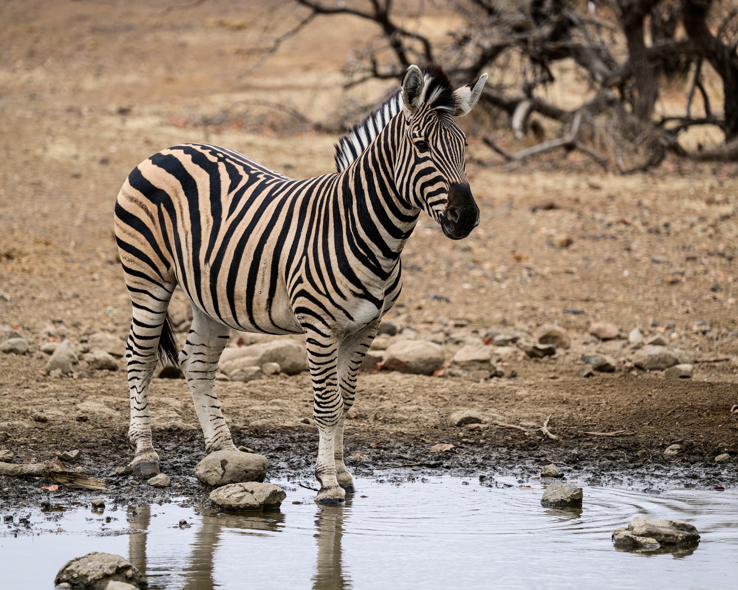 Mashatu Game Reserve, Botswana